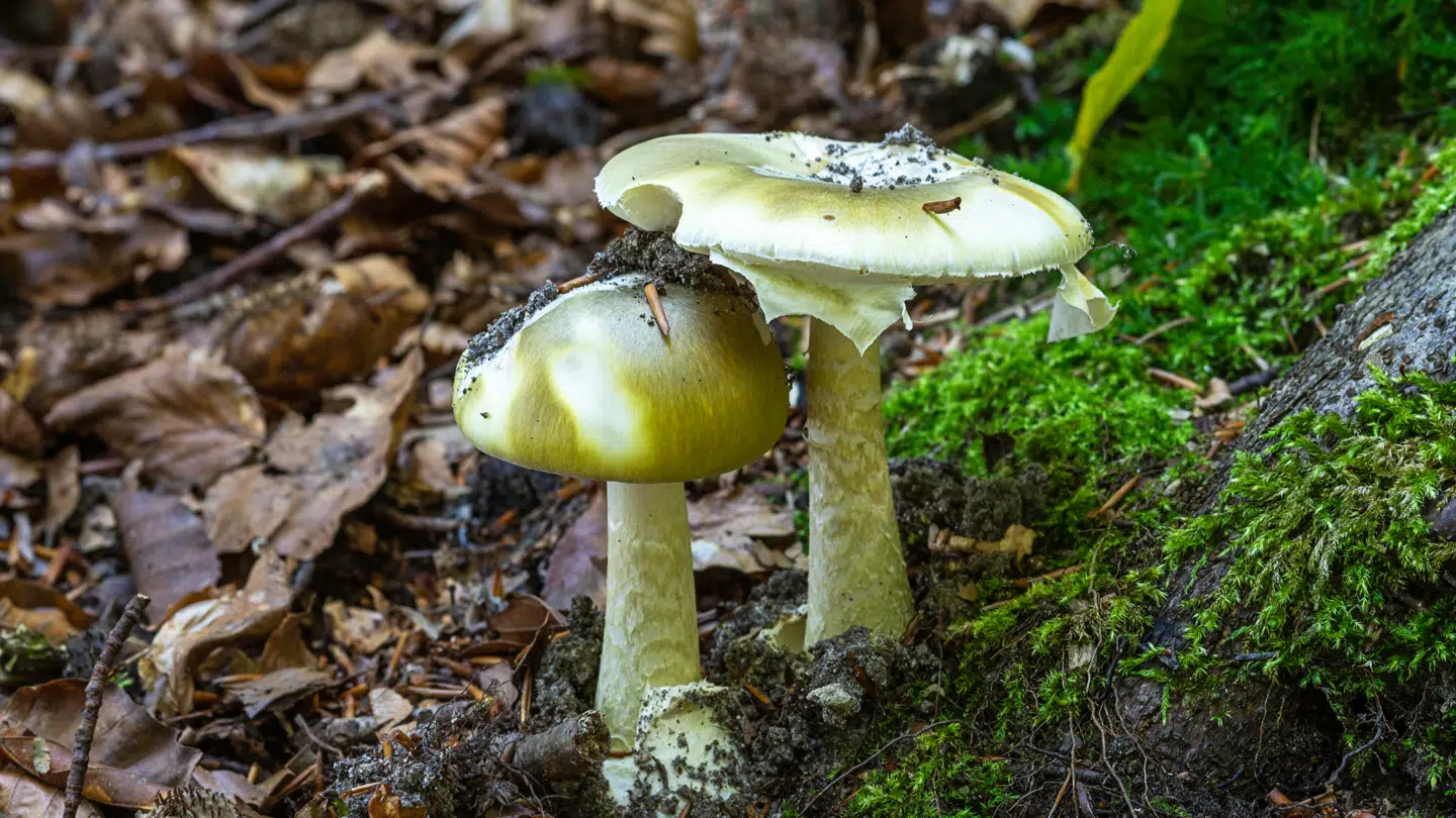 Arkivfoto: En grøn fluesvamp.