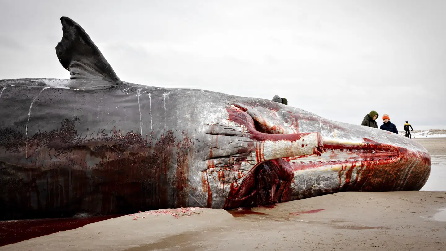 Den døde kaskelothval ligger på Horns Rev ud for Blåvandshuk Fyr nord for Esbjerg.