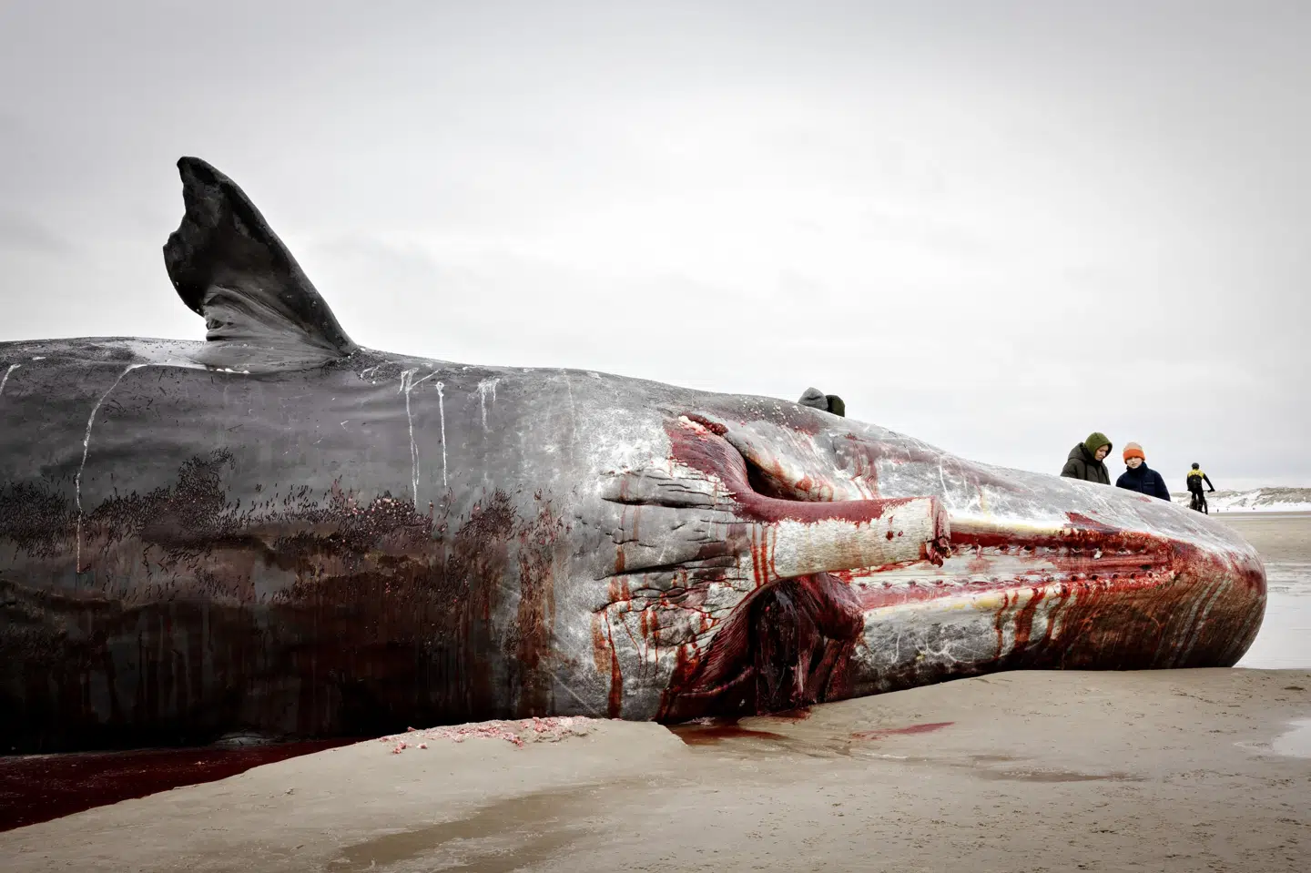 Noget af kaskelothvalens kæbe er forsvundet.