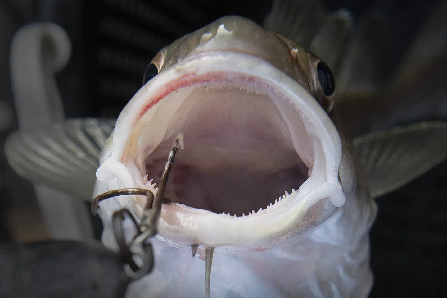 Lystfisker får en torsk på krogen i Øresund. Torsken er som art repræsenteret i "Atlas over danske saltvandsfisk" side om side med 240 andre fiskearter. (Arkivfoto).