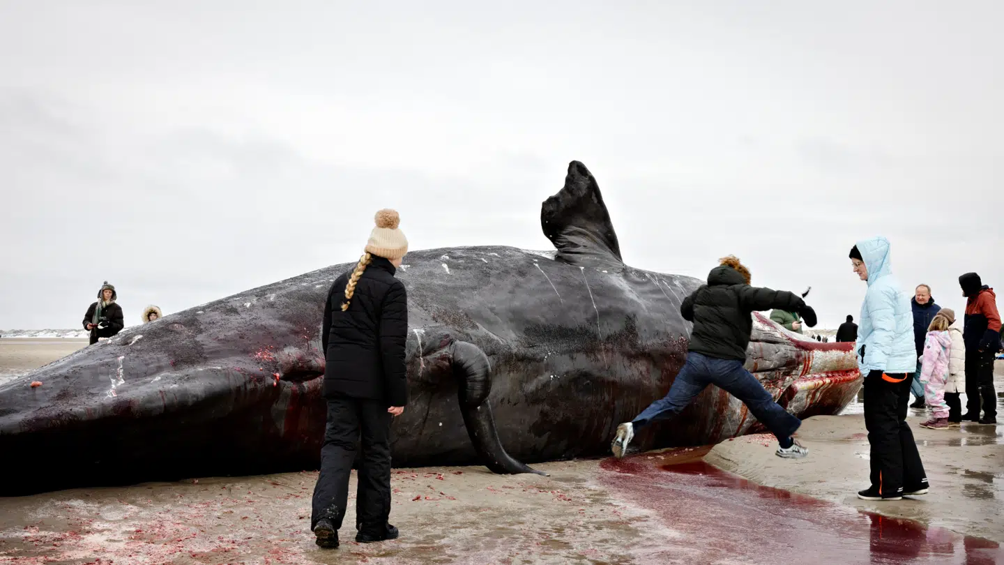 Den døde kaskelothval har tiltrukket sig stor opmærksomhed.