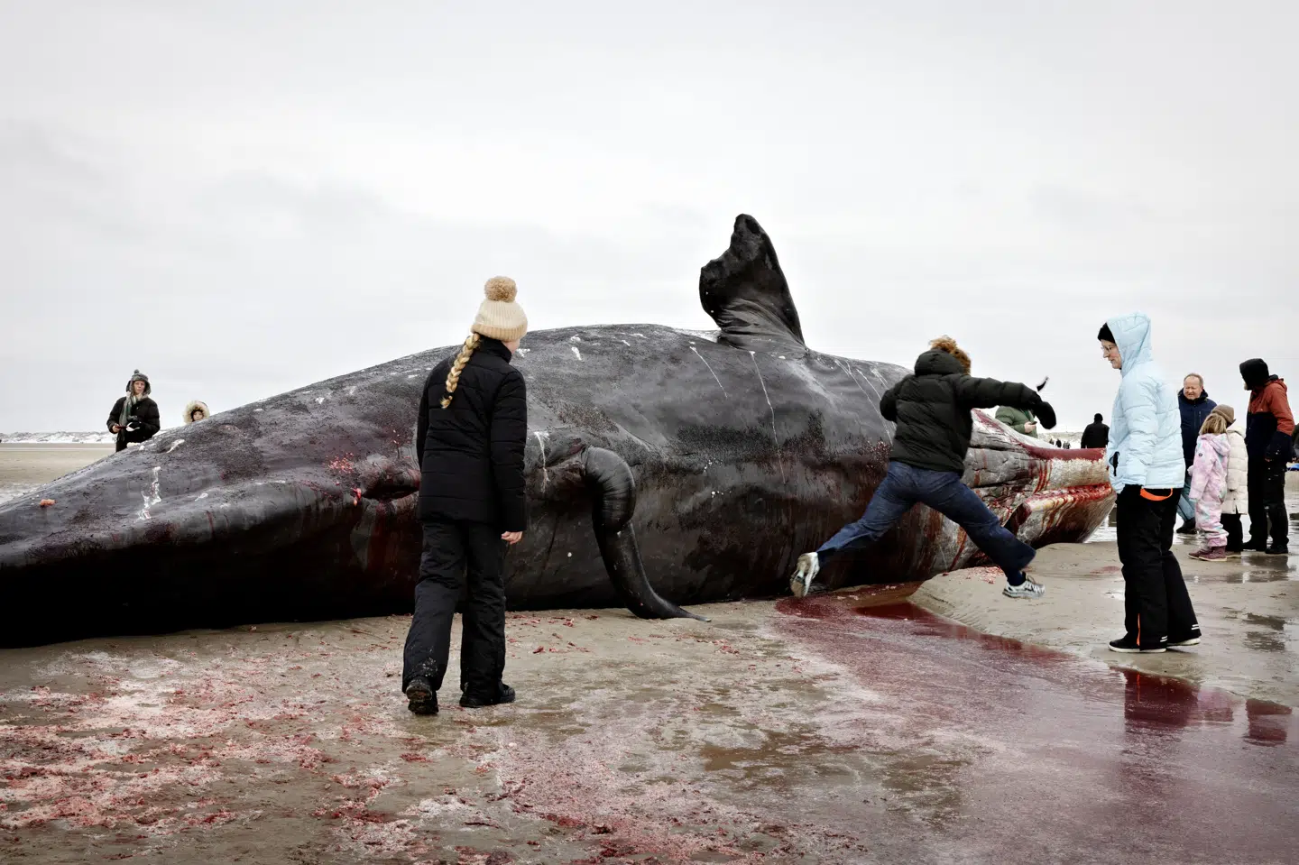 En del mennesker tog ud til en strandet kaskelothval søndag ved Blåvandshuk Fyr. Mandag har politiet indledt en efterforskning, fordi kæben menes stjålet. (Arkivfoto)