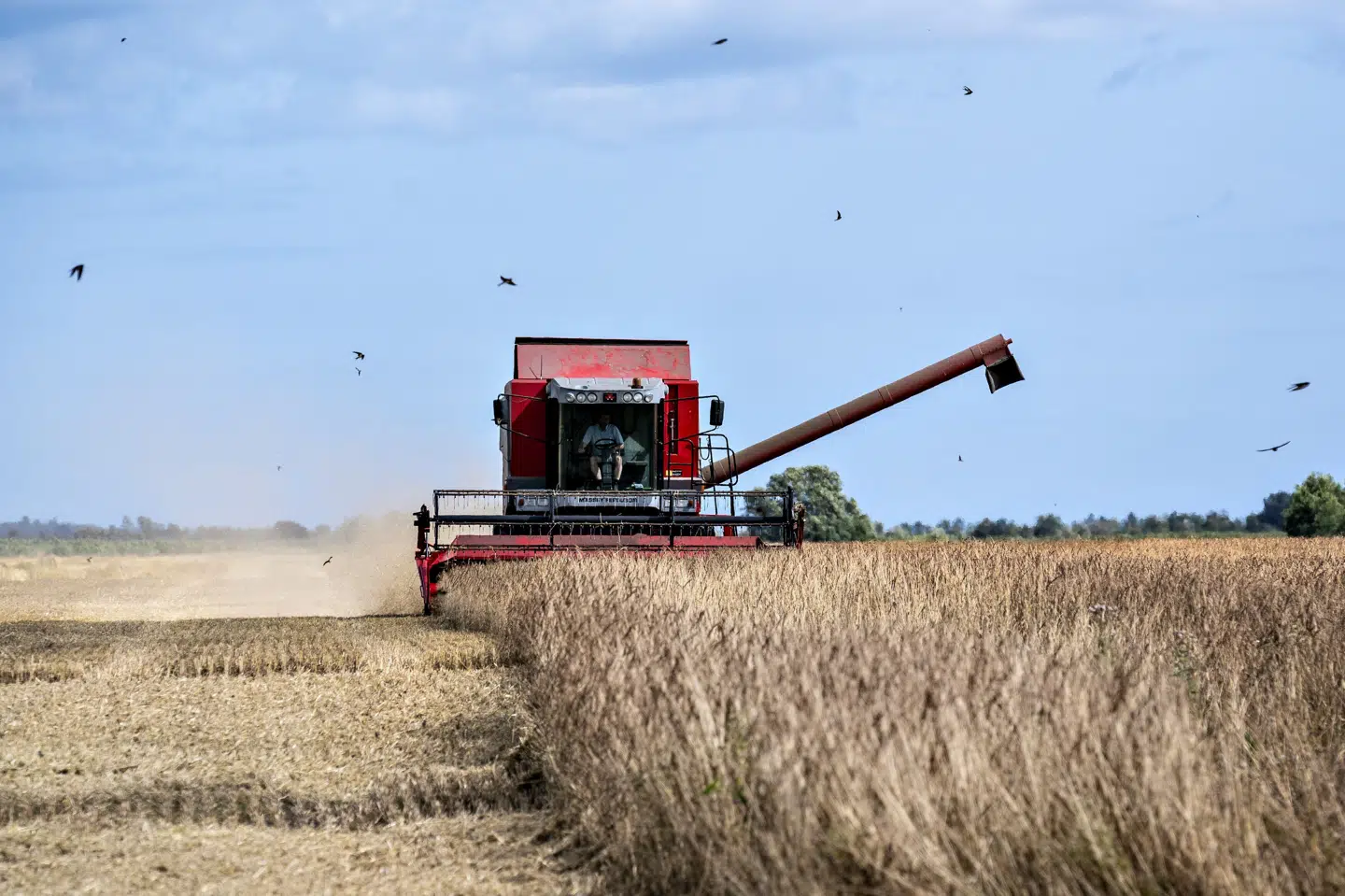 Andelen af økologiske varer i supermarkederne er faldet det seneste år. (Arkivfoto).