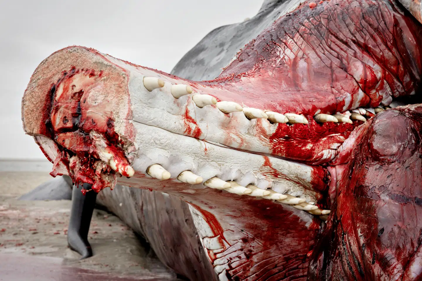 En død kaskelot ligger ud for Blåvandshuk nord for Esbjerg søndag 8. februar med det yderste af kæben skåret af. Tænderne er kostbare, fordi de er sjældne, men de er også meget svære at fjerne, forklarer konservator Abdi Hedayat. Tænderne er vigtige for forskere, fordi man blandt andet kan aldersbestemme dyret.