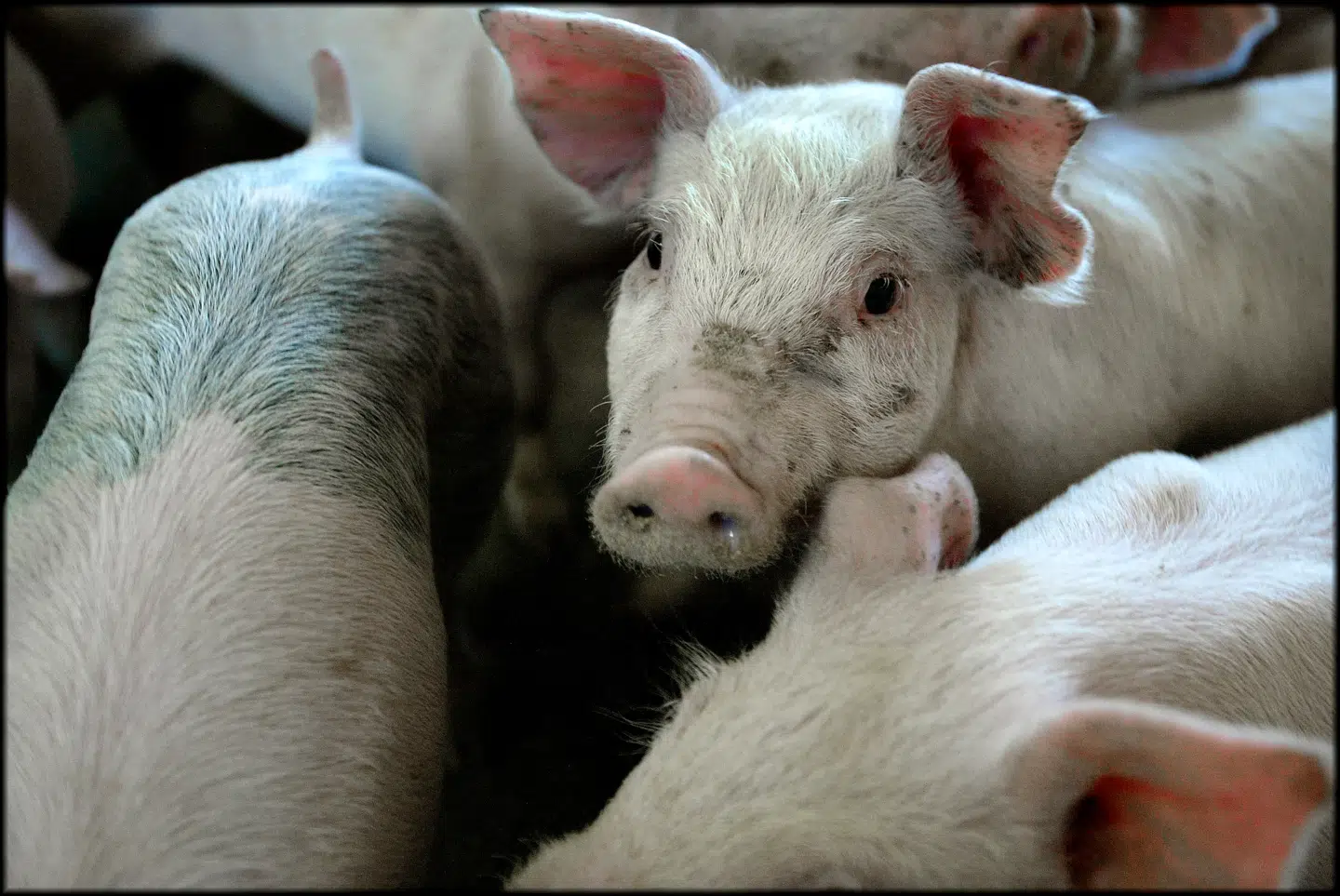 Dyrevelfærdsdebatten er kapret af aktivister og medier langt fra virkeligheden, mener Jeppe Bloch Nielsen, hvis svinestald er blevet filmet i smug og vist i TV 2-dokumentaren »Hvem passer på grisene?« Dette foto er ikke fra Jeppe Bloch Nielsens stalde. Arkivfoto: Henning Bagger/Ritzau Scanpix