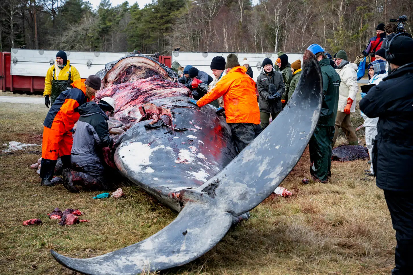 Obduktionen af kaskelothvalen, som for nylig strandede ved Ålbæk i Nordjylland, viste, at hvalen var død af sult, fordi et fiskenet havde blokeret dens spiserør.