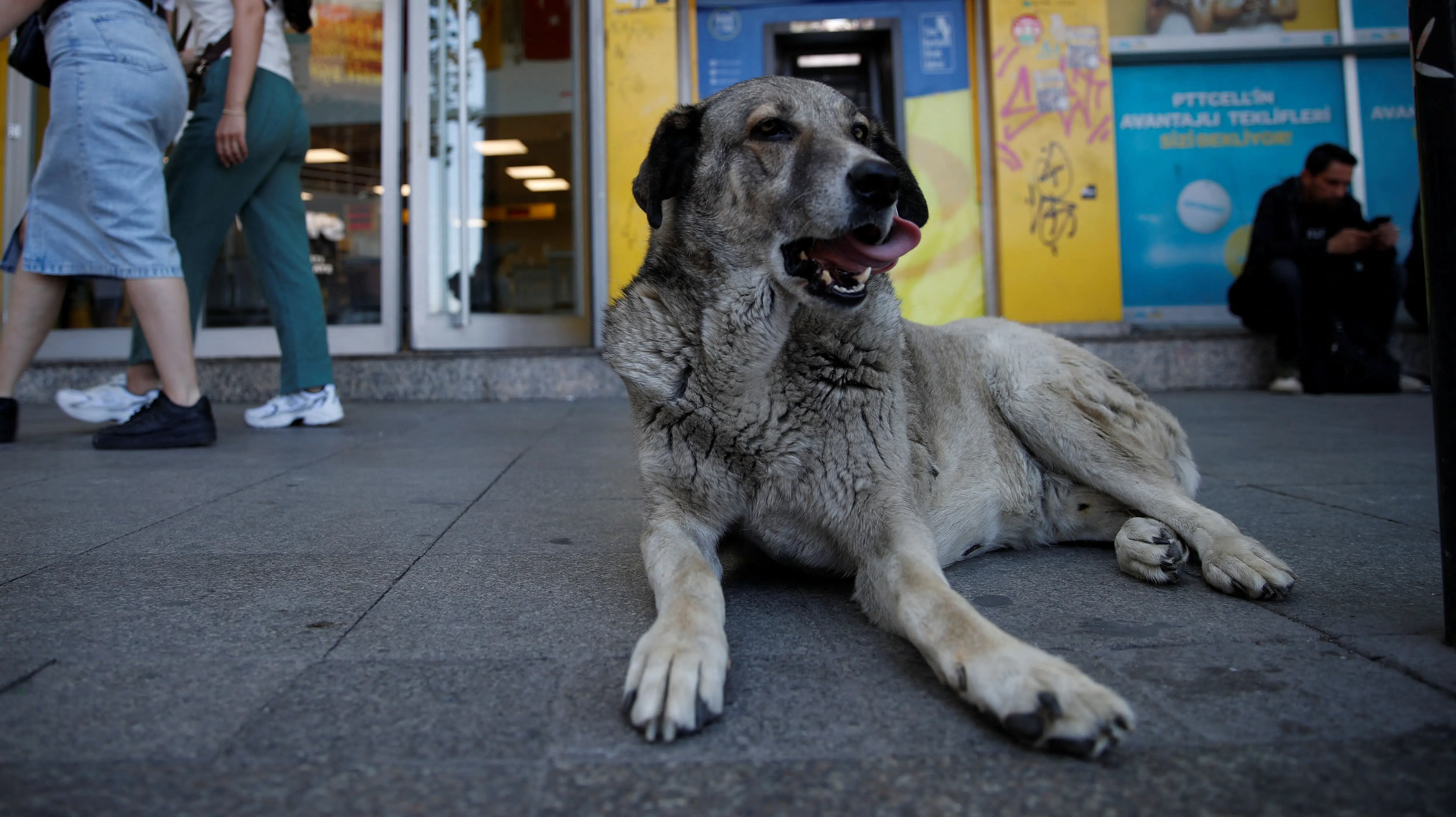 Flere og flere danskere lader sig vaccinere mod rabies: 'Når sygdommen bryder ud, er den 100 procent dødelig'