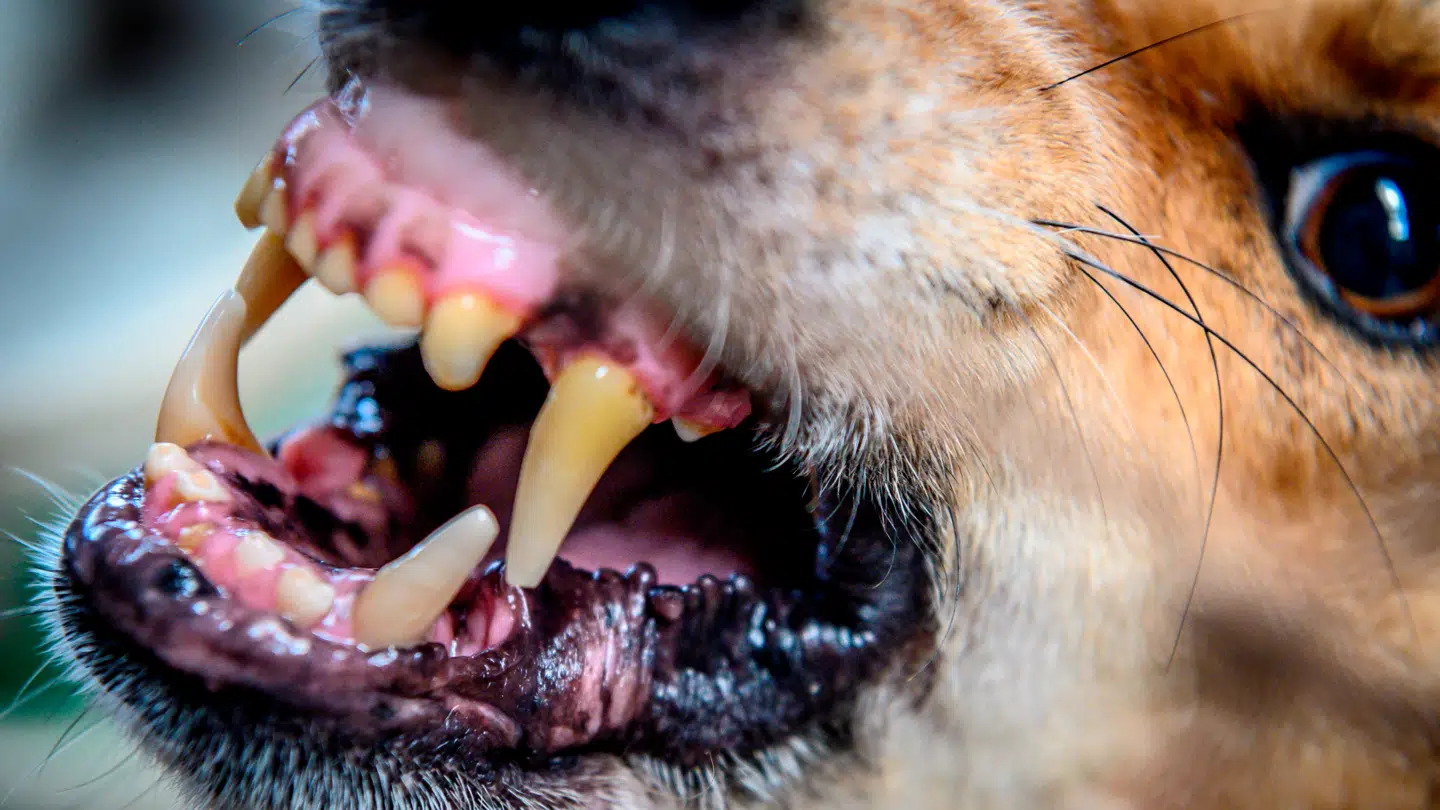 Når først symptomerne er indtruffet, er rabies 100 procent dødelig.