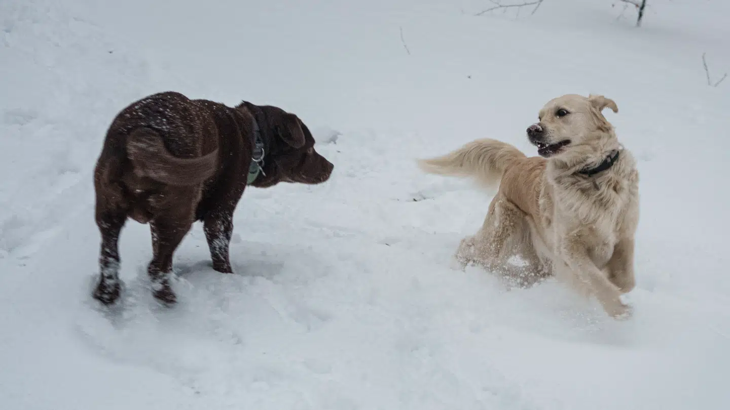 Labrador retriever og golden retriever topper stadig listen for mest populære hunde.