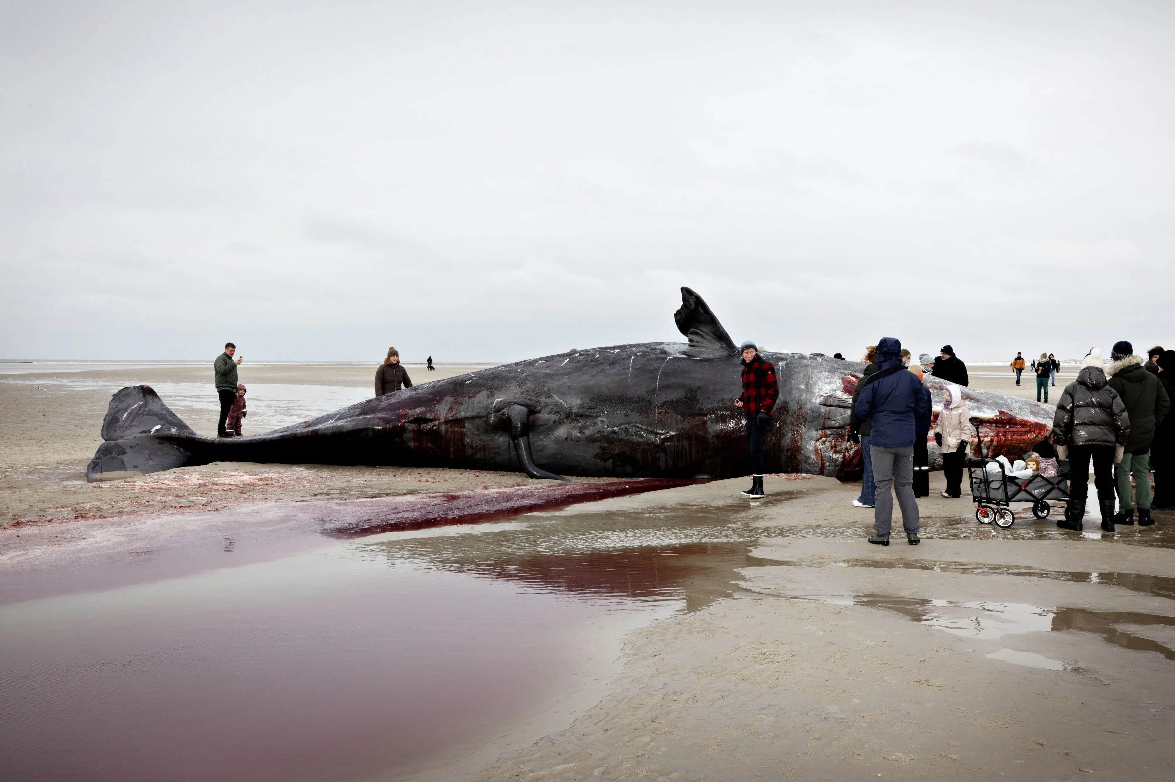Strandet kaskelothval er igen drevet til havs