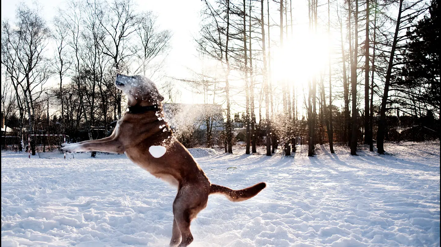 Lørdag kan i en landsdel byde på vejr, som er værd at begive sig ud i.