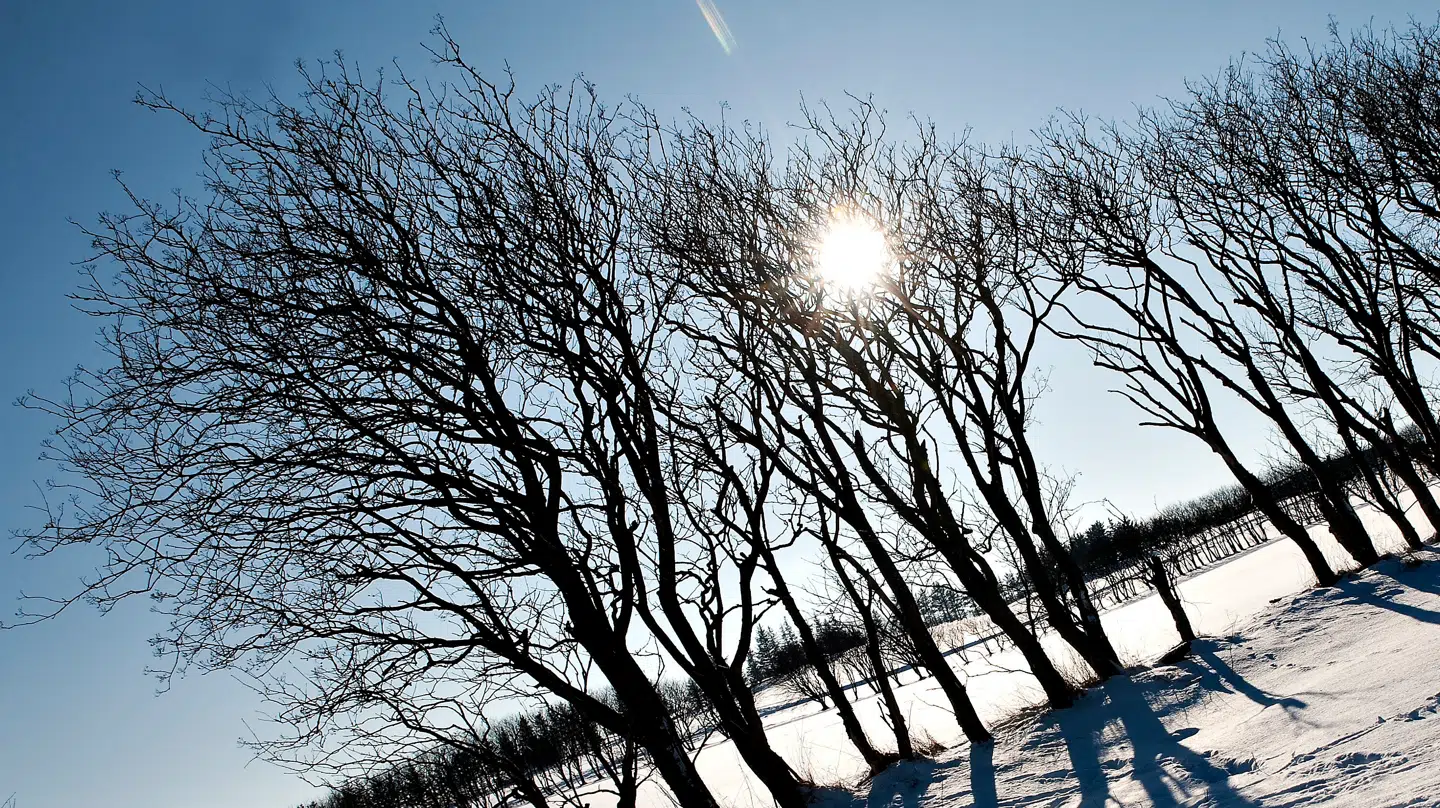 Der er en smuk dag i vente, lover DMI.