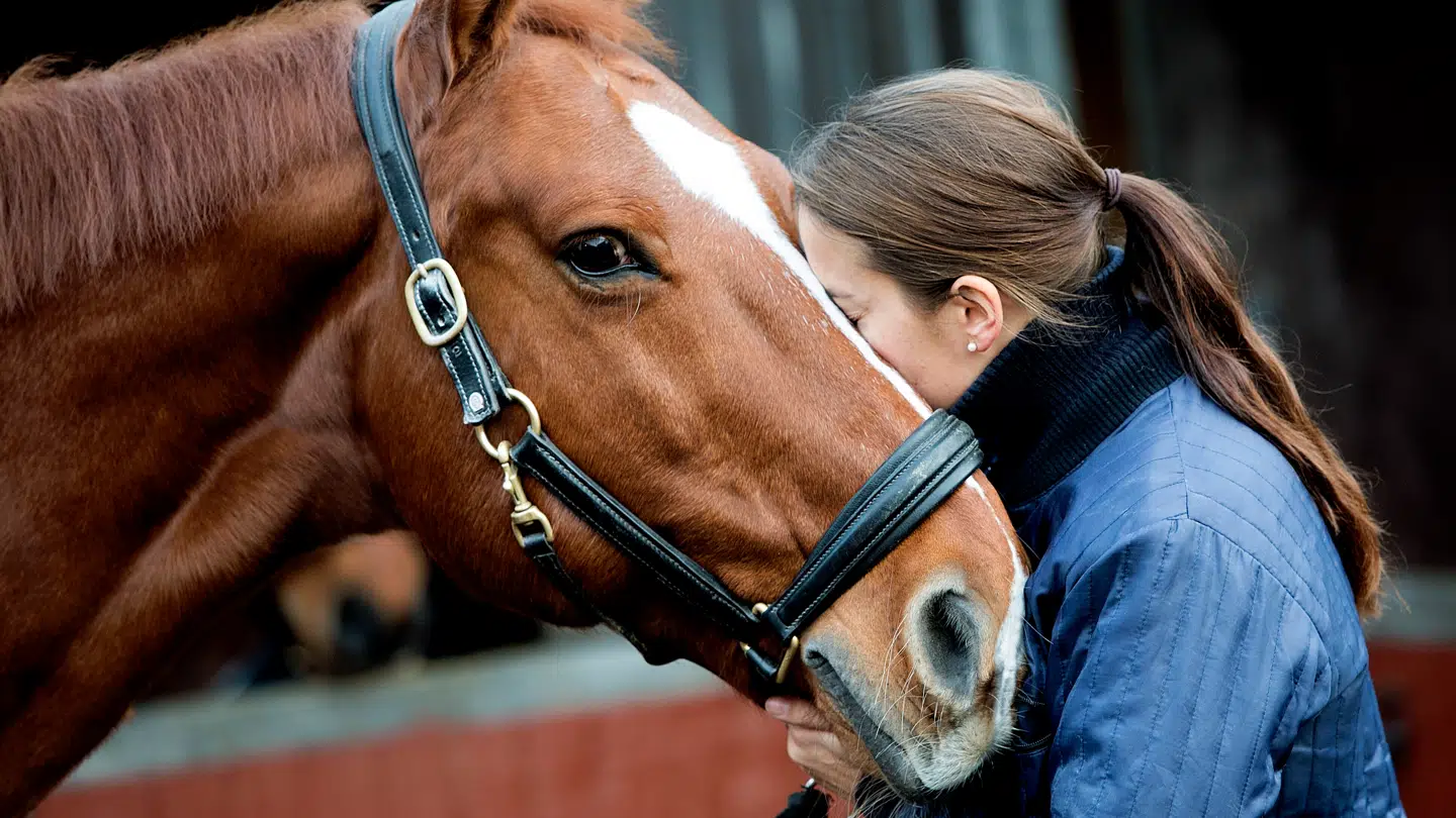 To heste er indtil nu blevet påvist med virussen.