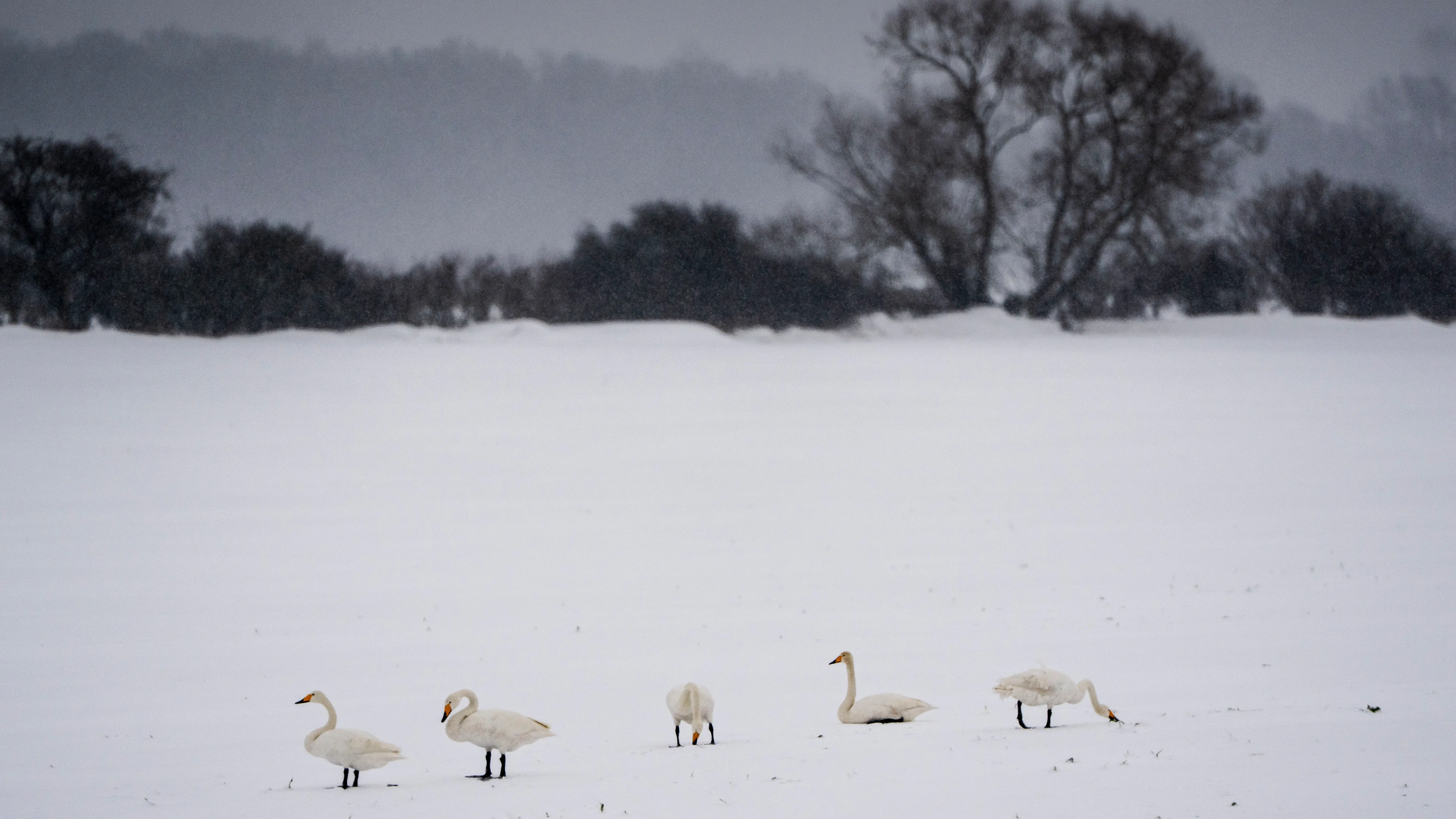 Medie: Otte centimeter sne på vej