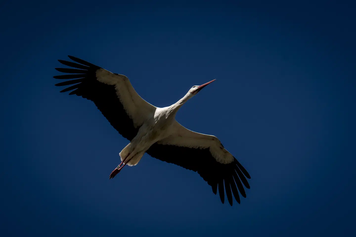 En stork har slået sig ned i en storkerede i Rens i Sønderjylland. Det er den tidligste ankomst, man har registreret hos foreningen Storkene.dk. (Arkivfoto).