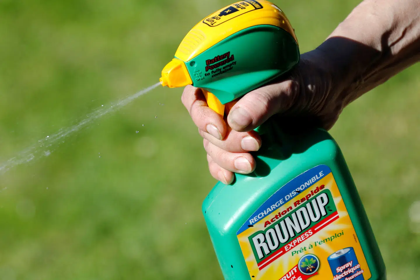 Glyfosat, som er hovedingrediensen i Roundup, er mistænkt for at være kræftfremkaldende. Selskabet bag ukrudtsmidlet mener, at det er sikkert for mennesker at bruge. (Arkivfoto).