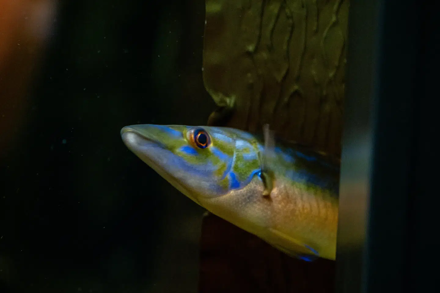 De markante blå striber på fisken her er et tegn på et igangværende kønsskifte, lyder det fra Øresundsakvariet.