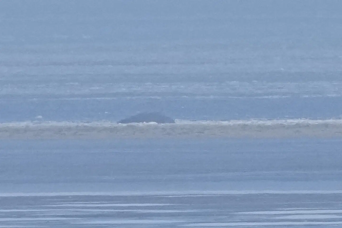 En af de strandede kaskelothvaler er fanget på kamera lørdag morgen ved den nordlige del af Fanø.