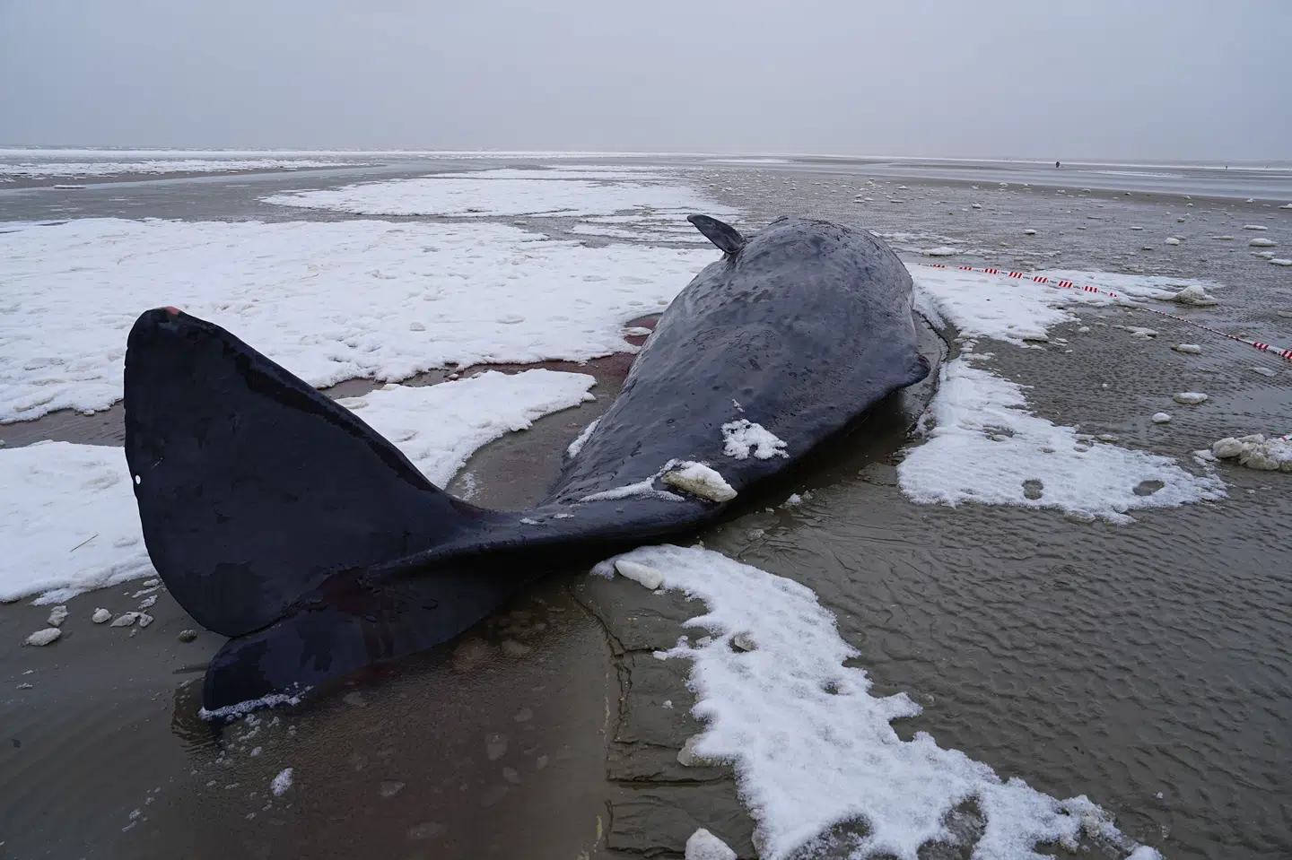 En af flere strandede kaskelothvaler ses her liggende ved Sønderho på Fanø lørdag formiddag.