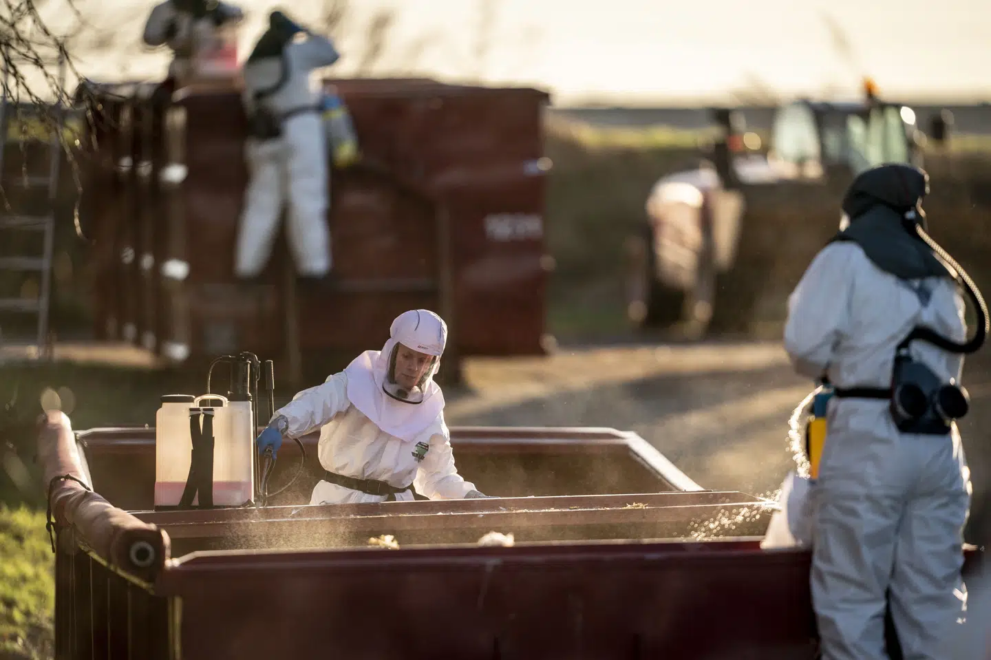 Den seneste tid har der været et højt smittetryk af fugleinfluenza i Danmark. I 2022 aflivede Fødevarestyrelsen og Beredskabsstyrelsen en kalkunbesætning på Vestsjælland. (Arkivfoto).