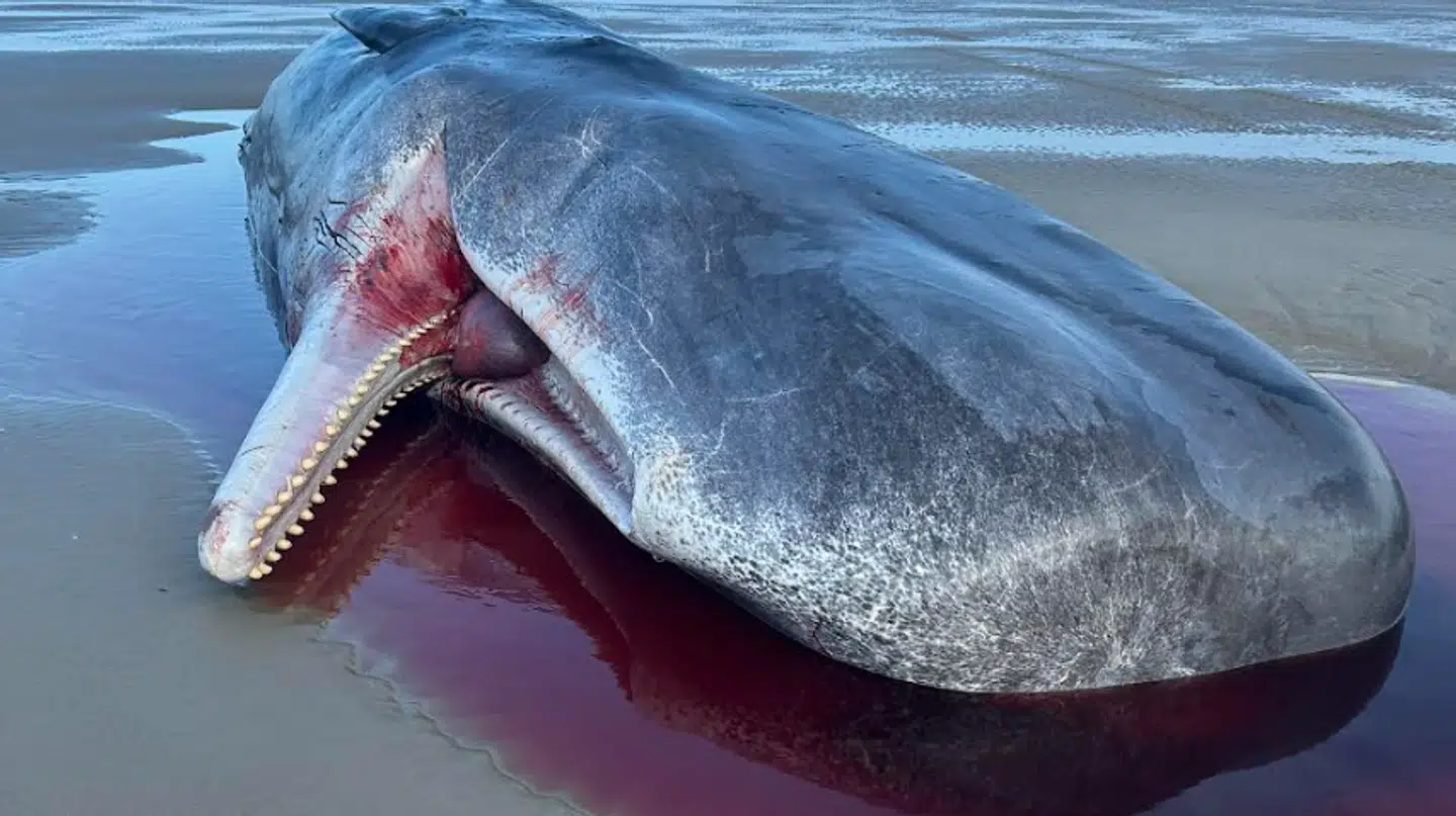 Her ses en af de strandede hvaler på Fanø.