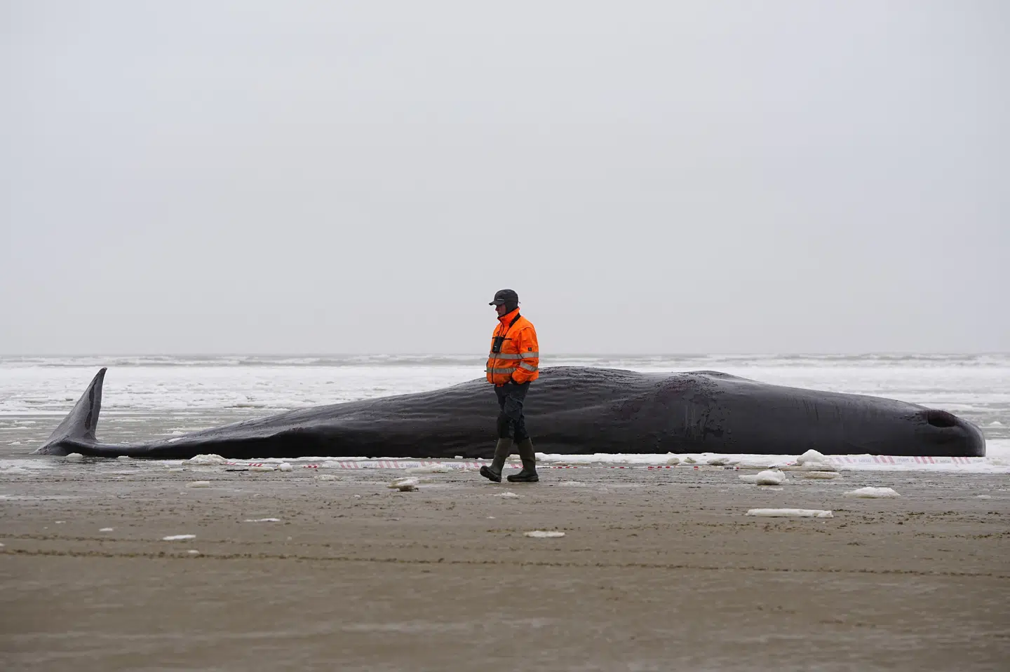 Flere kaskelothvaler er strandet i et område ved Fanø og halvøen Skallingen. Her ses en af de strandede hvaler ved Sønderho på Fanø.