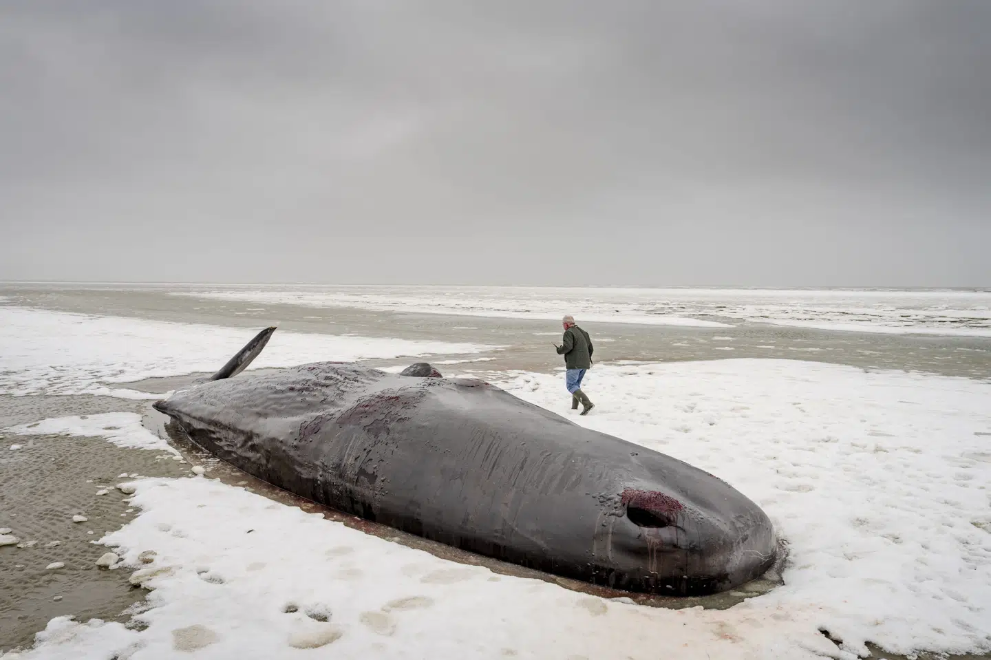 En gruppe kaskelothvaler er strandet ved Fanø og halvøen Skallingen. Her ses en af hvalerne, der er strandet ved Sønderho på Fanø.