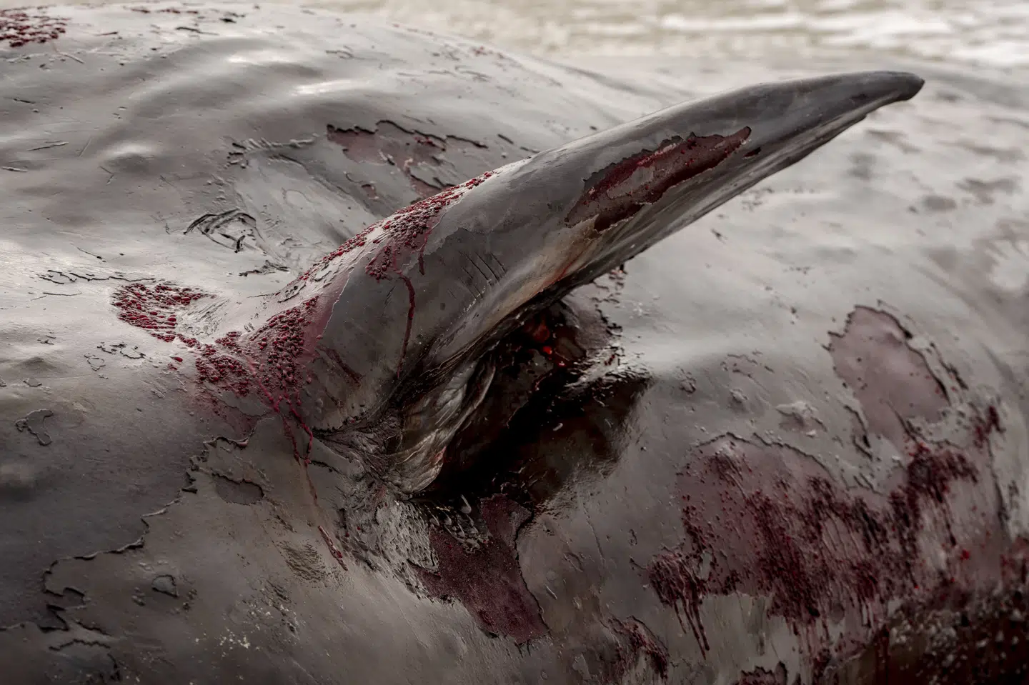 Fredag strandede fire kaskelothvaler ved Fanø og den nærliggende halvø Skallingen. Her ses en af hvalerne, der ligger i Sønderho på Fanø.