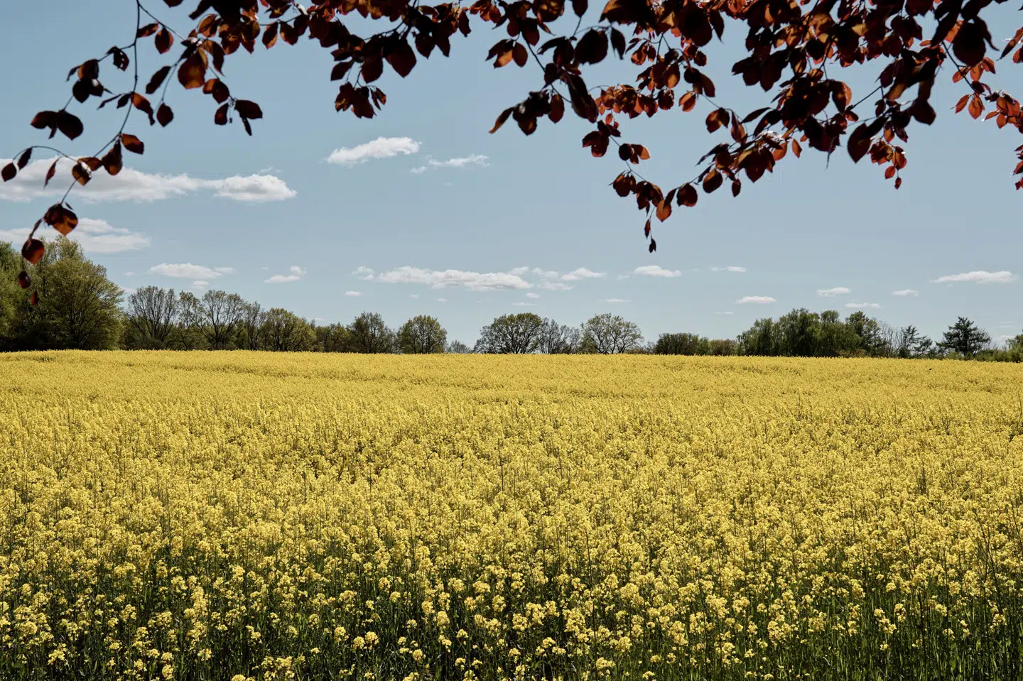 Landbrug og godser flere steder på Sjælland og på Lolland fik ifølge anklagemyndigheden natlige besøg af tyve sidste år. Gerningsstederne er Græsted, Slagelse, Hårlev, Lundby, Sakskøbing og Rødby. (Arkivfoto)