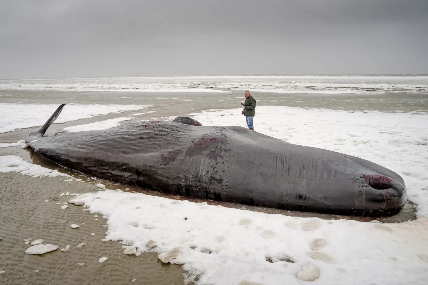 Billedet fra lørdag viser kaskelothvalen ved Sønderho. Hvalen er søndag blevet bekræftet død af strandfogeden, Michael Baun. I alt er indtil videre seks kaskelothvaler strandet på Fanø