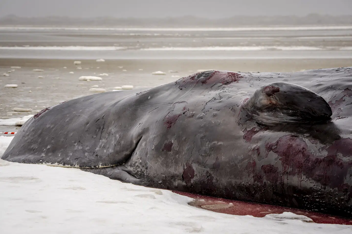 En af de hvaler, der skal fjernes, er den, der ligger ved Sønderho Strand. Den blev søndag bekræftet død.