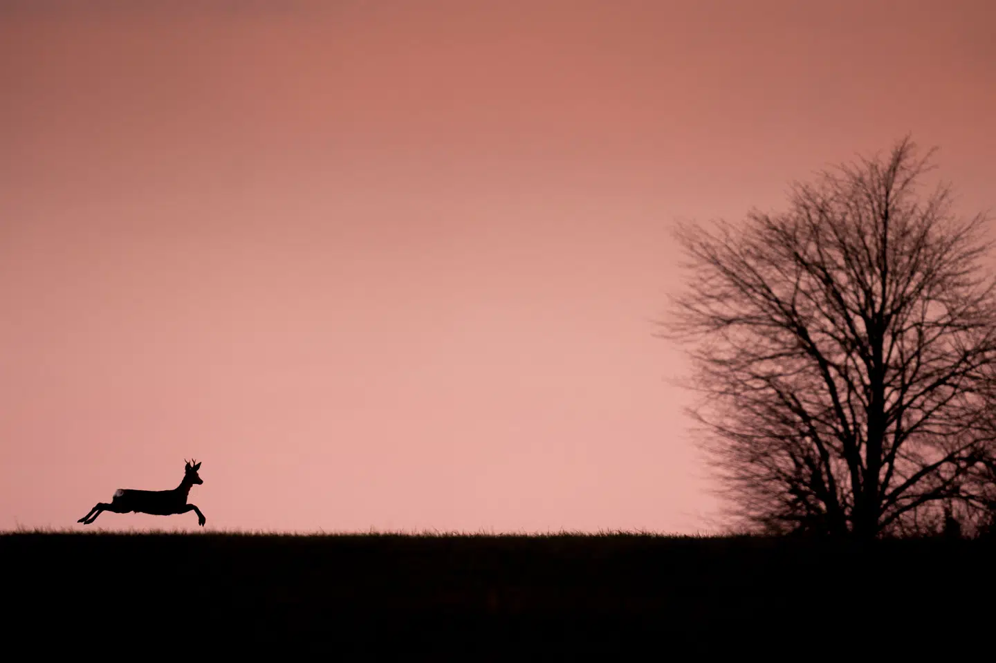 En råbuk blev ifølge Hals Jagtforening skudt ulovligt i weekenden. På billedet ses et rådyr på en græsmark i Lellinge nær Køge i maj 2021. (Arkivfoto).