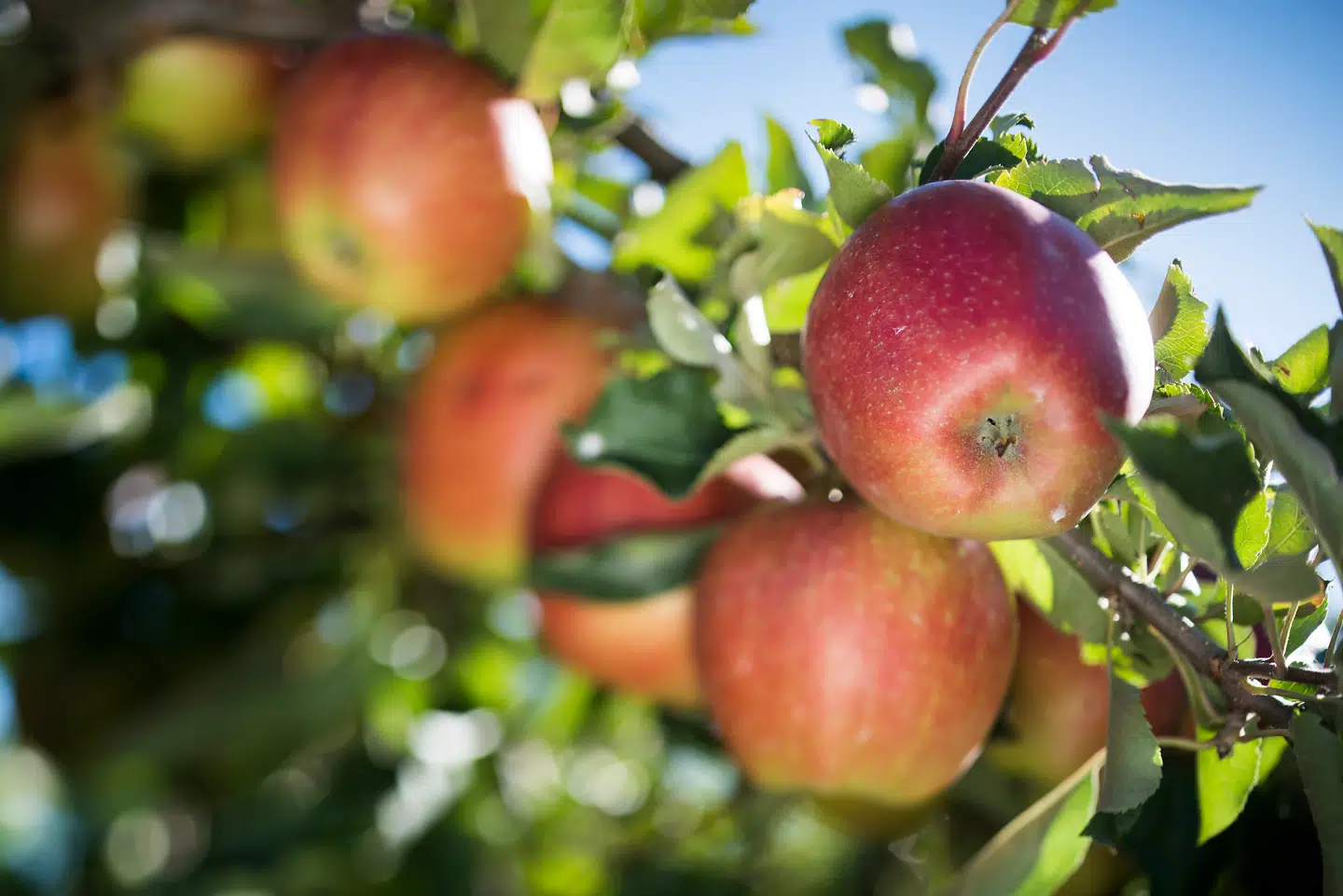Når du deltager i dagens quiz, er du samtidig med i lodtrækningen om en præmie.