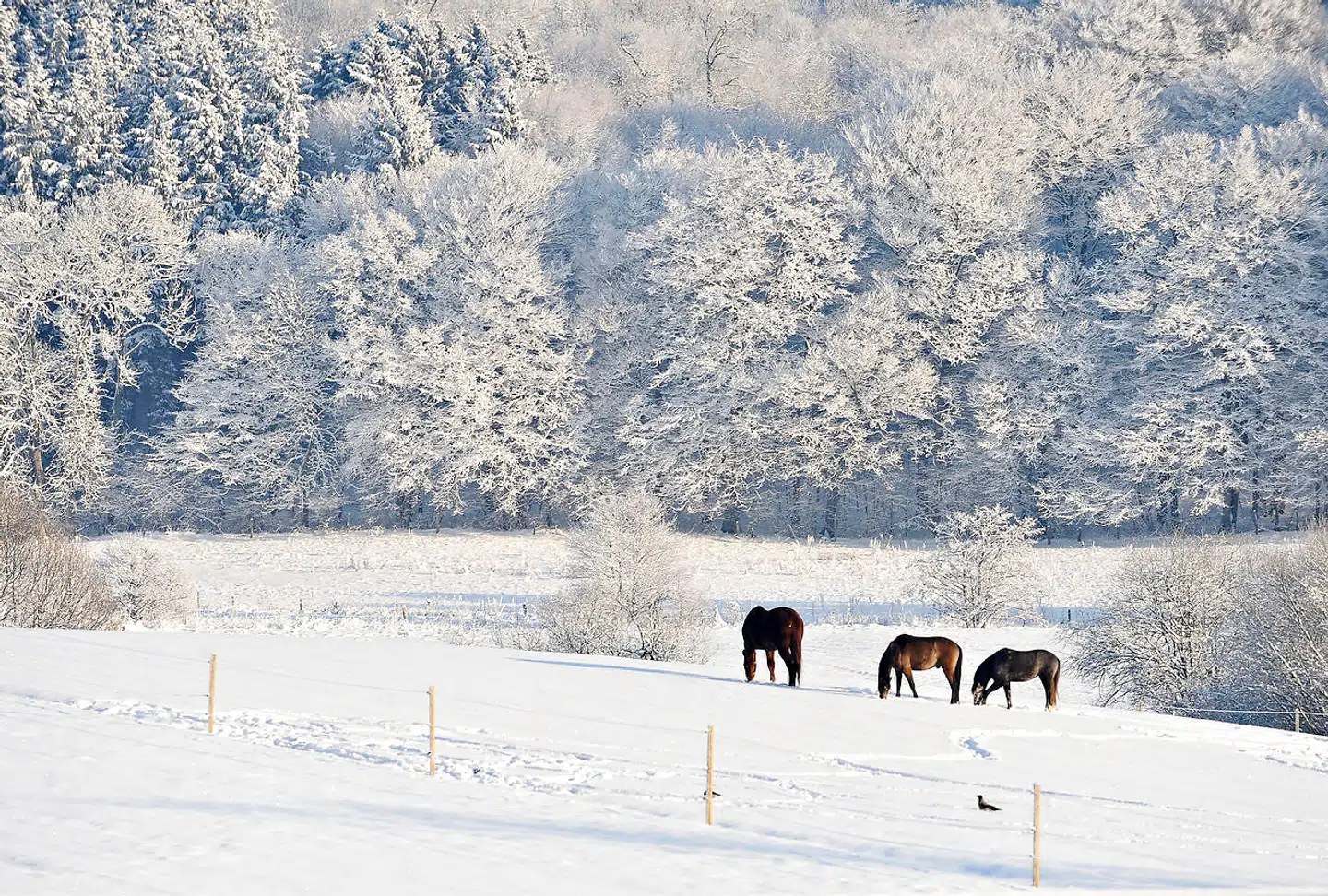 Får vi slet ikke fornøjelsen af et smukt syn som dette i år – og hvor ofte kommer vi til at se det i fremtiden? Landskab ved Vejle 21. december 2010.