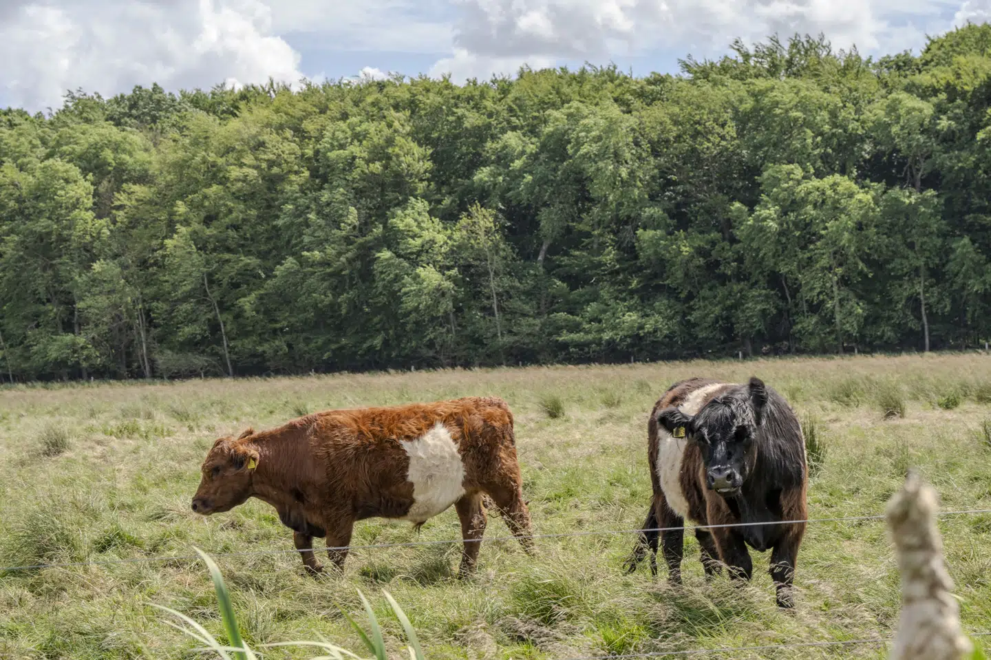 Køer af racen galloway, som her er fotograferet i Naturnationalpark Fussingø i juni 2025, er tirsdag fundet døde på landbruget Grantoftegaard. Der er tale om to køer, som formentlig er druknet i tøvejret, oplyser gårdens direktør. (Arkivfoto).