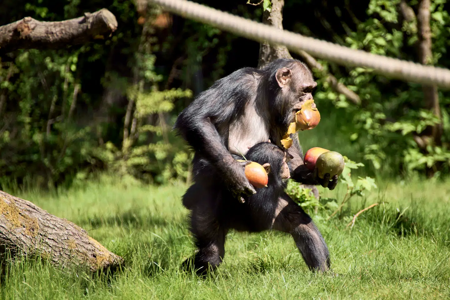 Chimpanser spiser meget frugt, og derfor er der en vis risiko for, at de også indtager gæret frugt, der kan gøre dem berusede. Foto: Thomas Traasdahl
