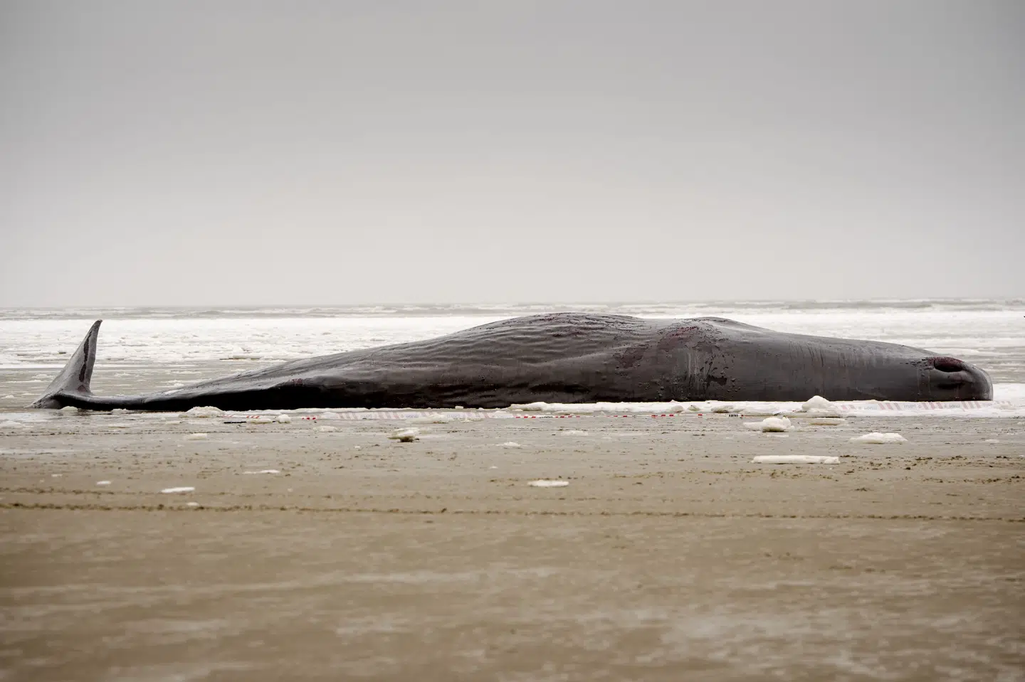 Kaskelothvalen fra Sønderho Strand er én af de obducerede hvaler. Det forventes, at der stadig blive lavet nye fund, når det endelige obduktionsresultat kommer frem. (Arkivfoto).
