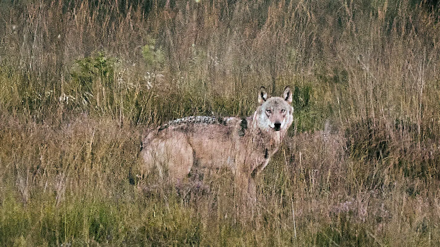 Vild ulv i Vestjylland, mandag den 8. september 2025.