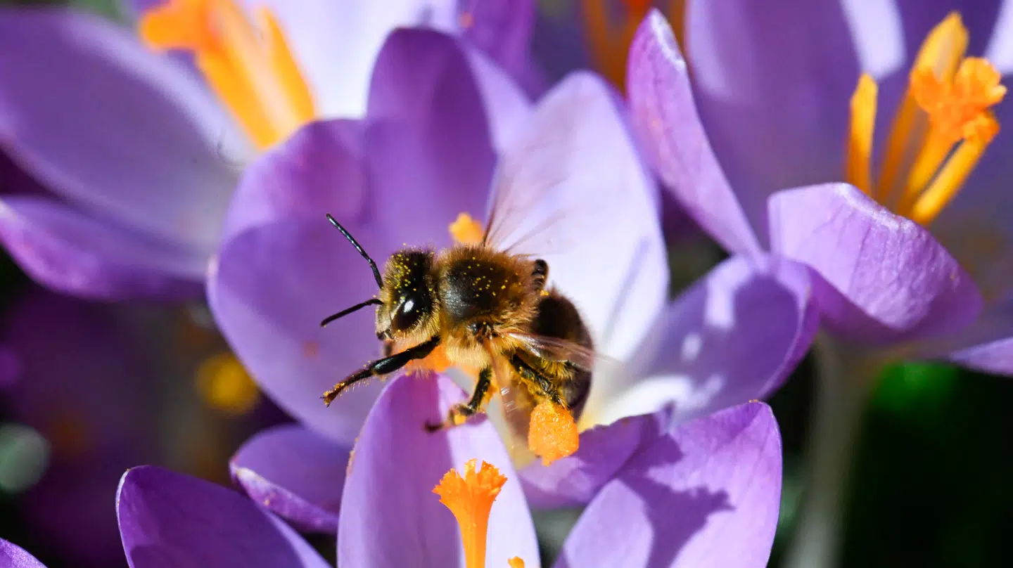 En bi på arbejde i en forårsblomst. Billedet er taget i denne uge i det sydlige Tyskland, hvor det lige nu er rekordvarmt for årstiden.