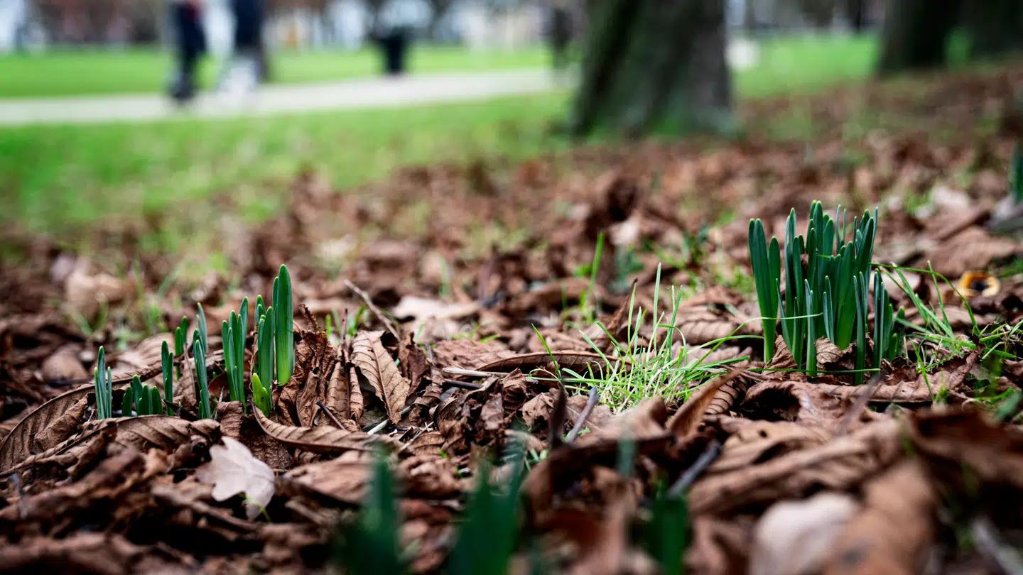 Foråret pibler langsomt frem, ligesom på dette arkivfoto fra København tilbage i 2020.