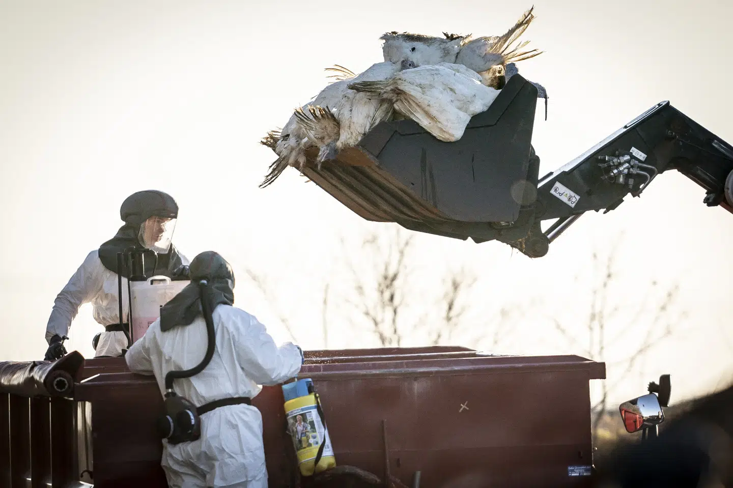 Det er almindelig praksis, at fugle aflives, når der findes fugleinfluenza i en besætning. På billedet ses arbejdet med at aflive 60.000 kalkuner efter fund af fugleinfluenza på en farm ved Ruds Vedby i januar 2022. (Arkivfoto).