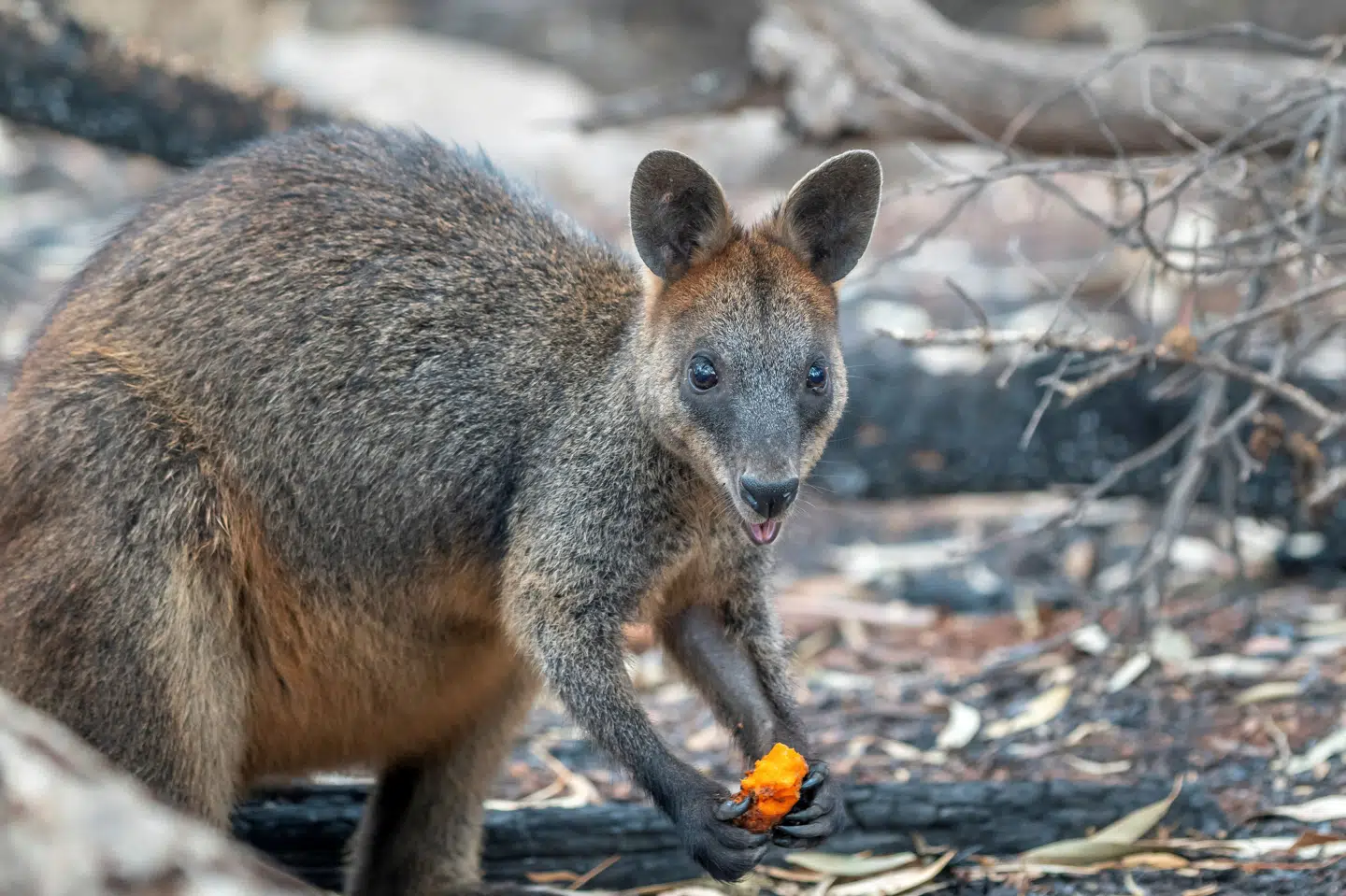 Ifølge Lolland-Falsters Folketidende skulle kænguruen være af arten wallaby som den, der ses på billedet. (Arkivfoto).