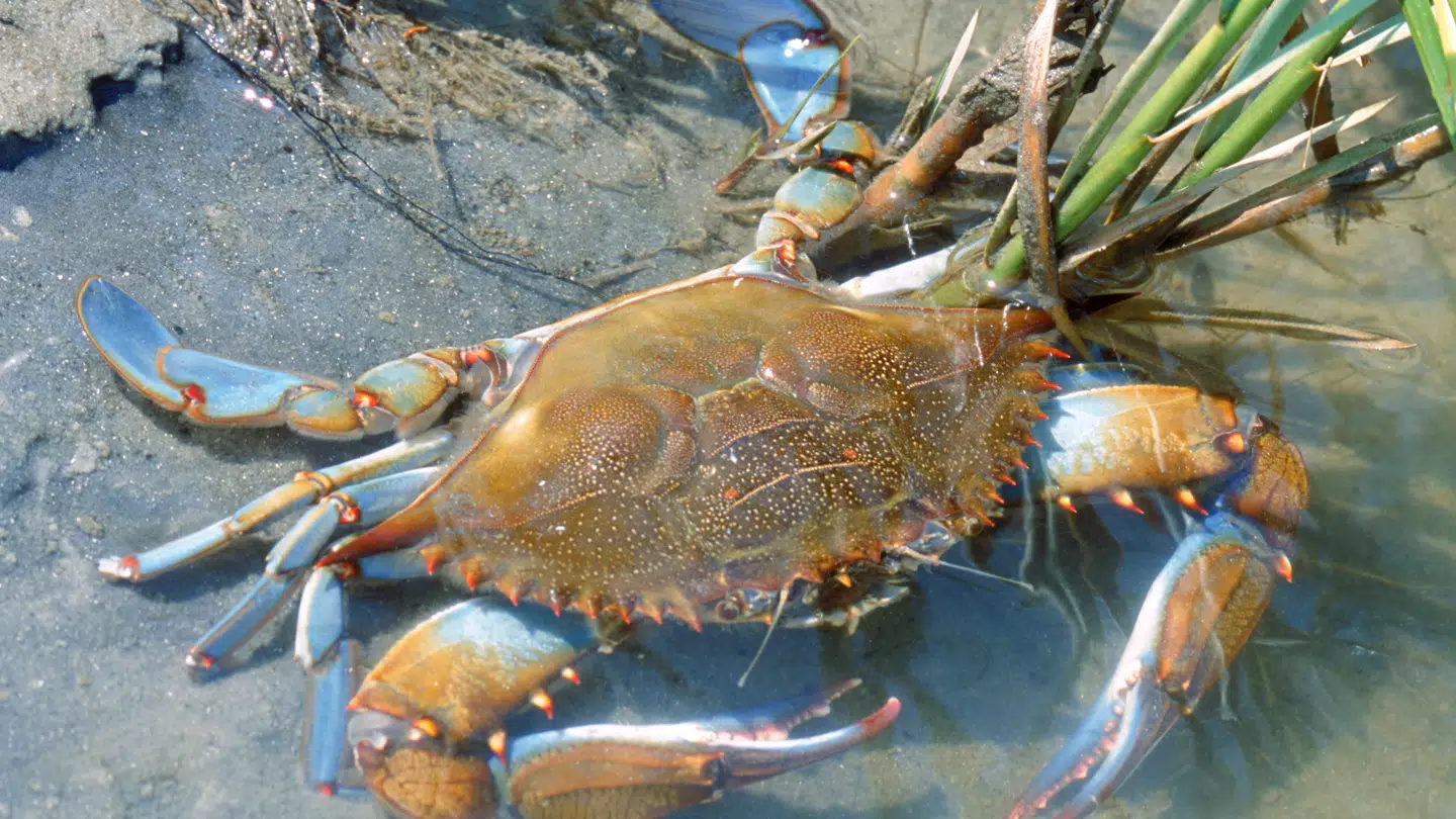 Den blå svømmekrabbe er fundet ved Amager Strand.