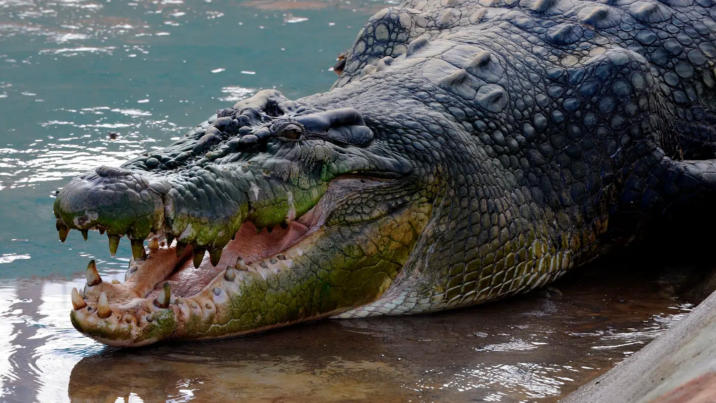 Kraftig regn i det nordlige Australien gør, at det er sværere at se de krokodiller, der gemmer sig under overfladen. Krokodillen på billedet er dog ikke fra området, men fra Filippinerne.