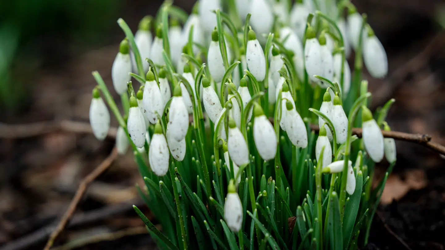 Senere på dagen kigger solen dog frem flere steder i landet.