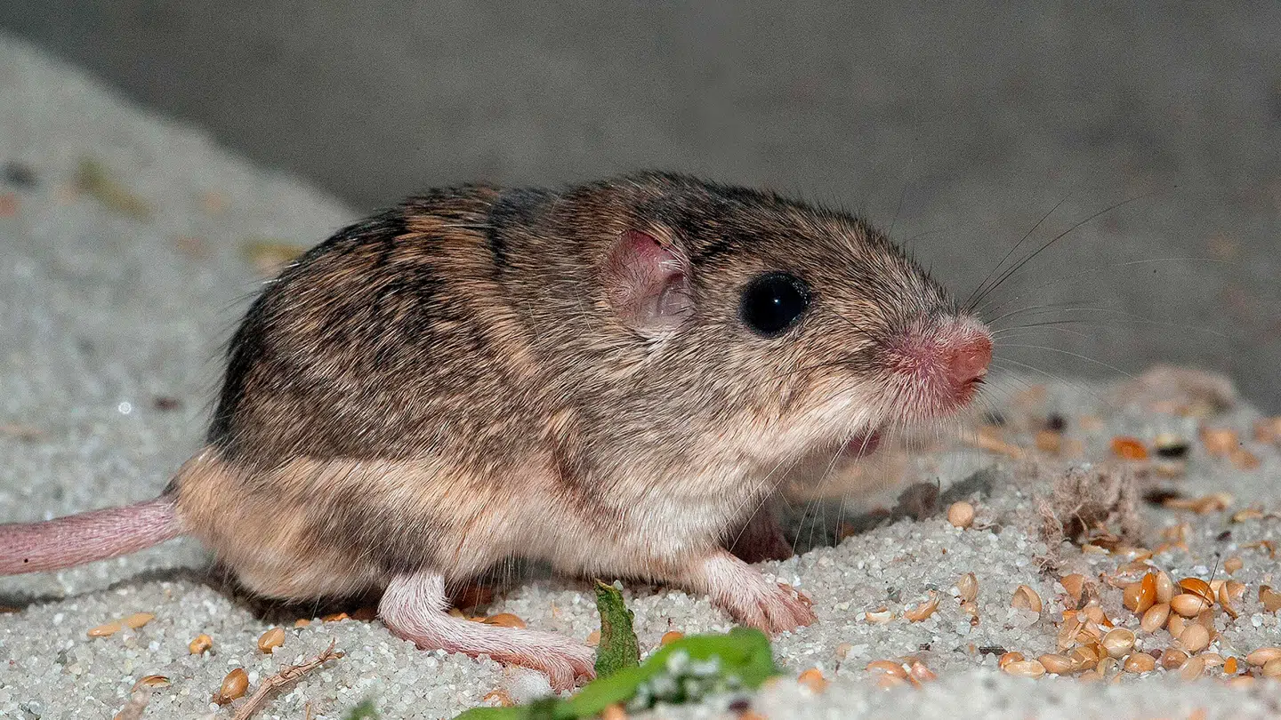 Det er ikke første gang, at der er fundet mus i Café Victoria