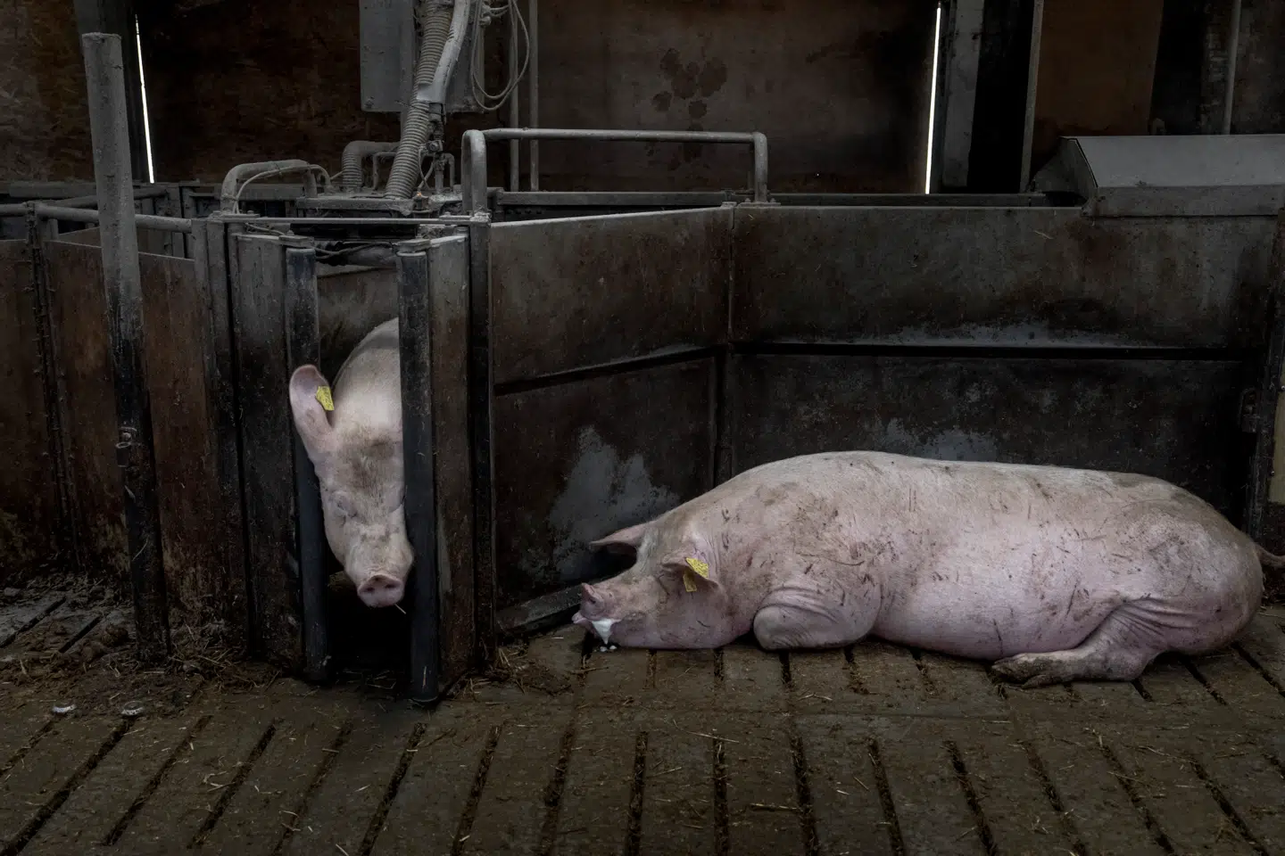 Forholdene i dansk svineproduktion har længe været til debat. Nu melder Anders Storgaard (K) sig ind i diskussionen om de knap 40 millioner grise, der hvert år fødes i Danmark.