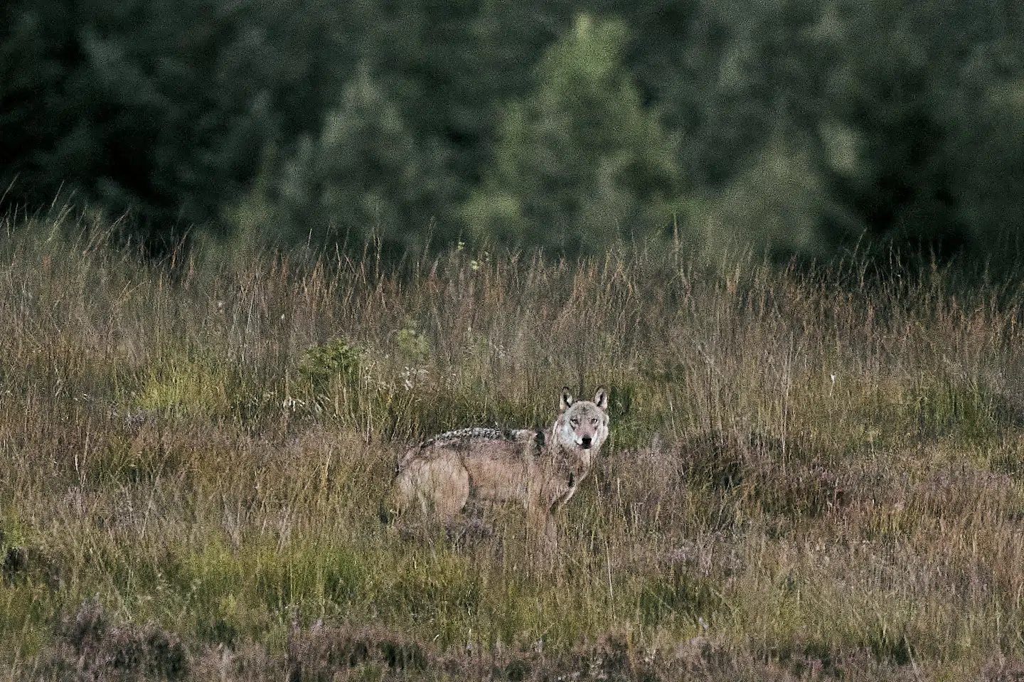En ulv blev lørdag skudt i Oksbøl, og nu er en jæger sigtet for overtrædelse af jagtloven. Billedet af en ulv i vestjysk natur er fra september sidste år. (Arkivfoto).