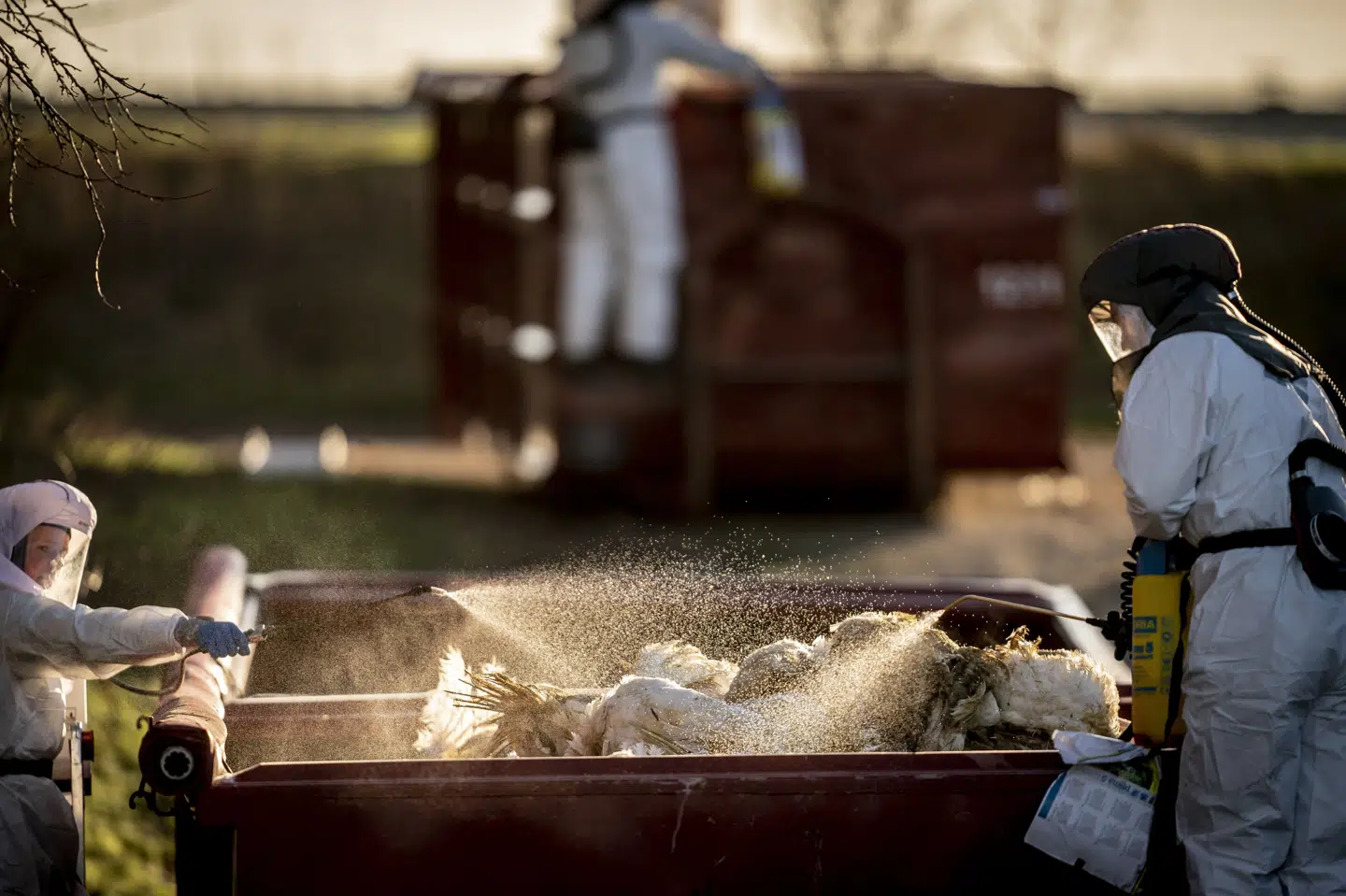Fødevarestyrelsen og Beredskabsstyrelsen var ude ved en kalkunfarm ramt af fugleinfluenza i januar 2022. (Arkivfoto).