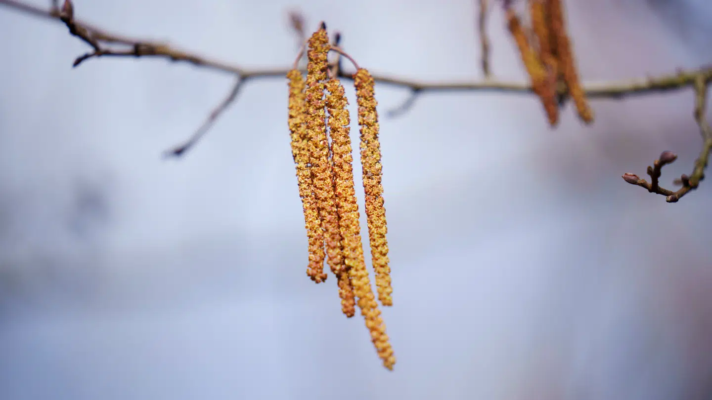 Her ses såkaldte rakler på et elletræ.